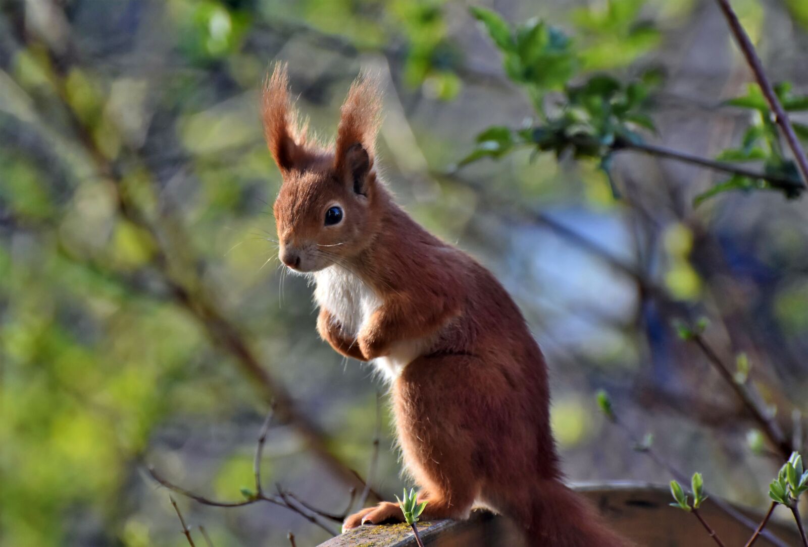 Nikon D7200 sample photo. Squirrel, verifiable kitten, rodent photography