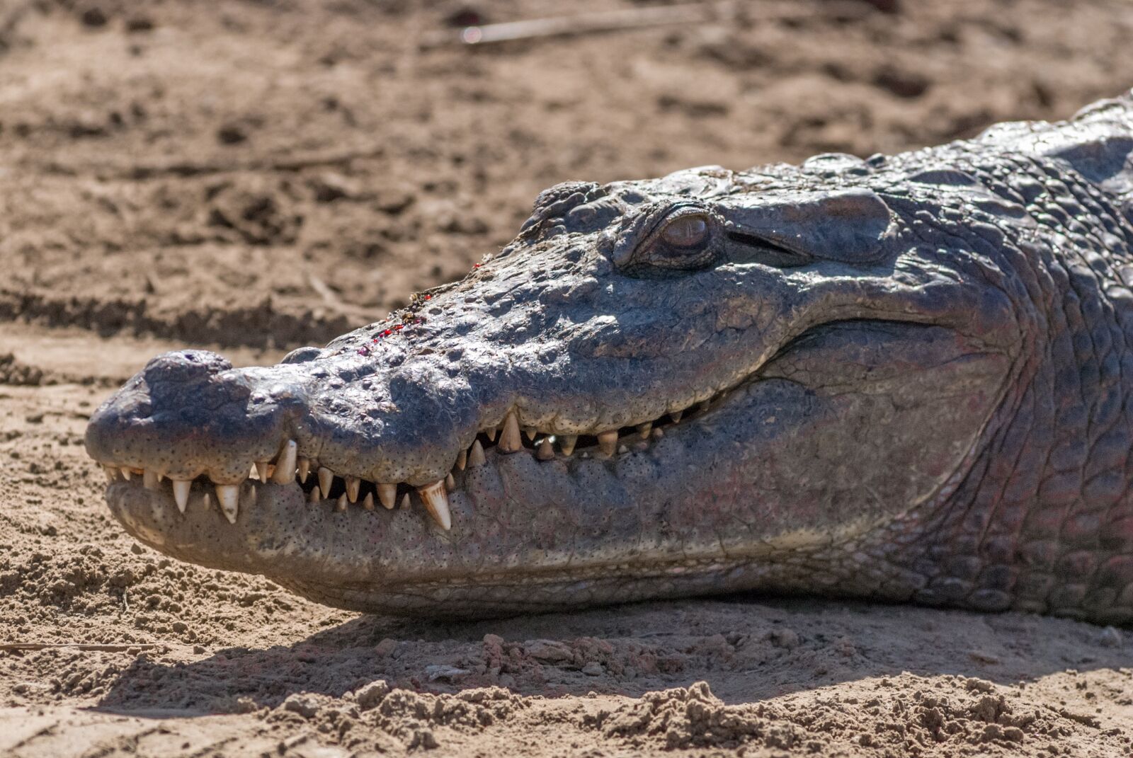 Nikon D80 sample photo. Wildlife, animal, crocodile photography