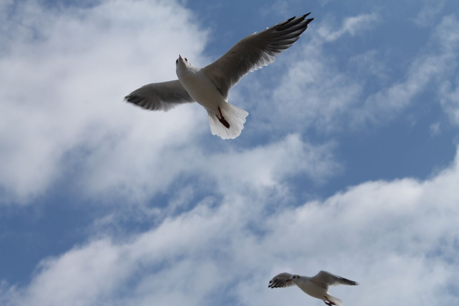 Canon EOS 1100D (EOS Rebel T3 / EOS Kiss X50) sample photo. Seagull, bird, sky photography