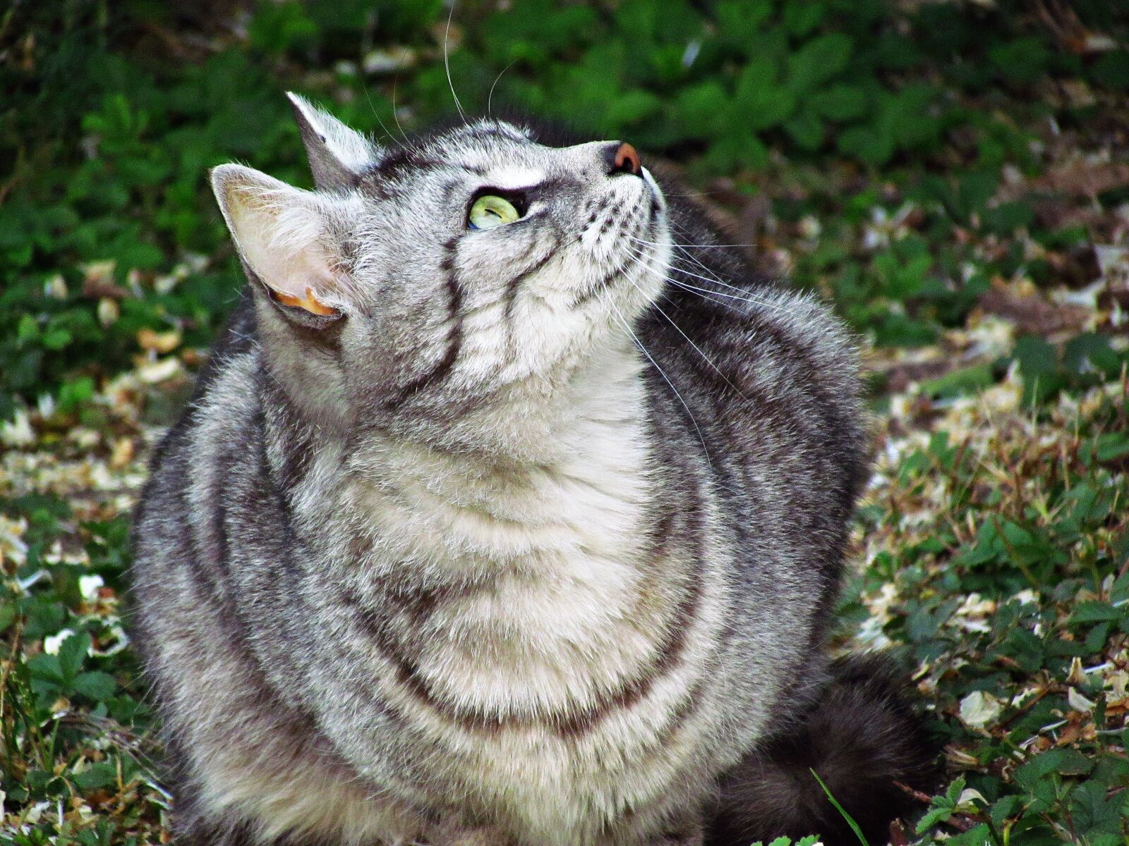 Canon PowerShot SX30 IS sample photo. Cat, tomcat, kitten photography