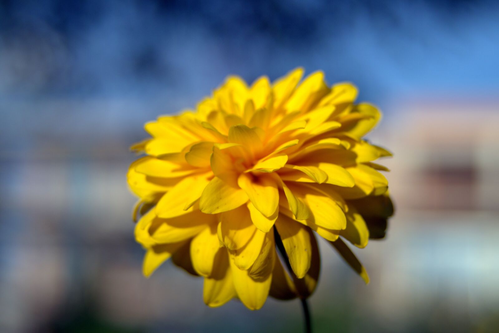 Pentax K-S2 sample photo. Yellow flower, flower, bile photography