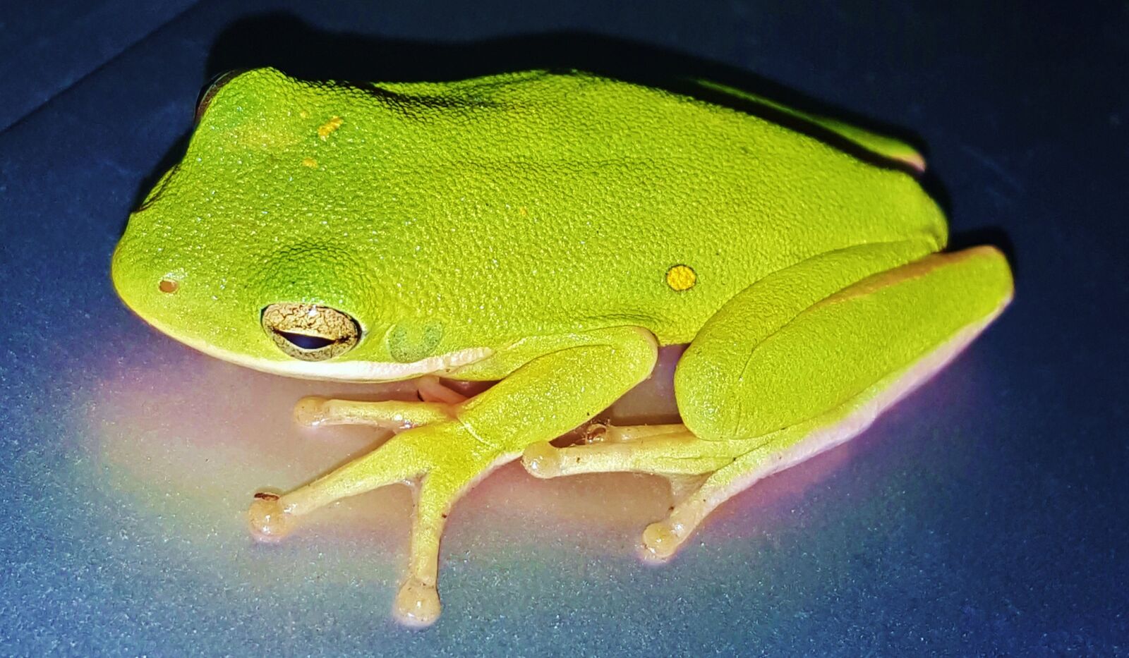 Samsung Galaxy Note5 sample photo. Frog, tree frog, american photography