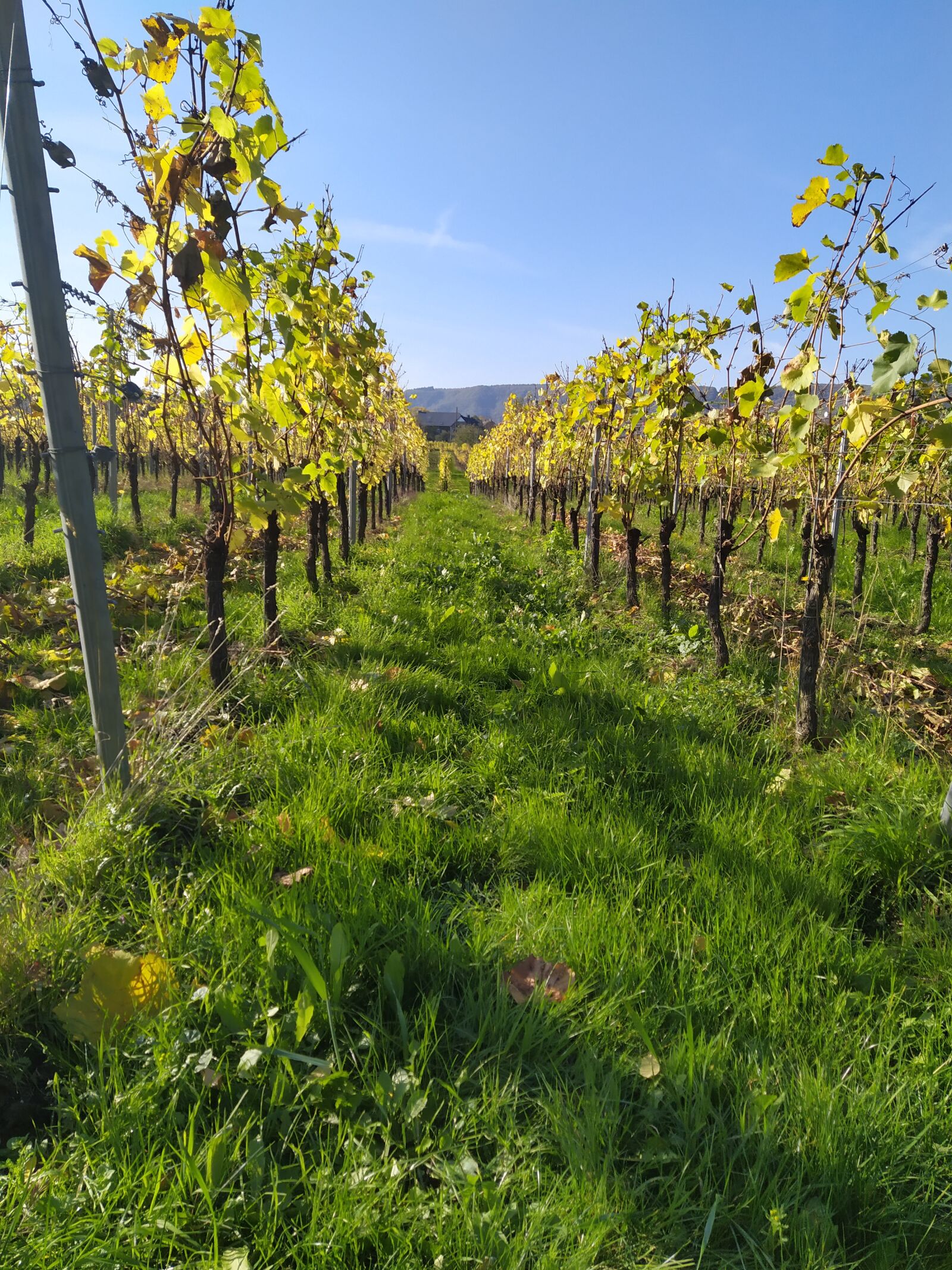 Xiaomi Redmi Note 7 sample photo. Vines, autumn, winegrowing photography