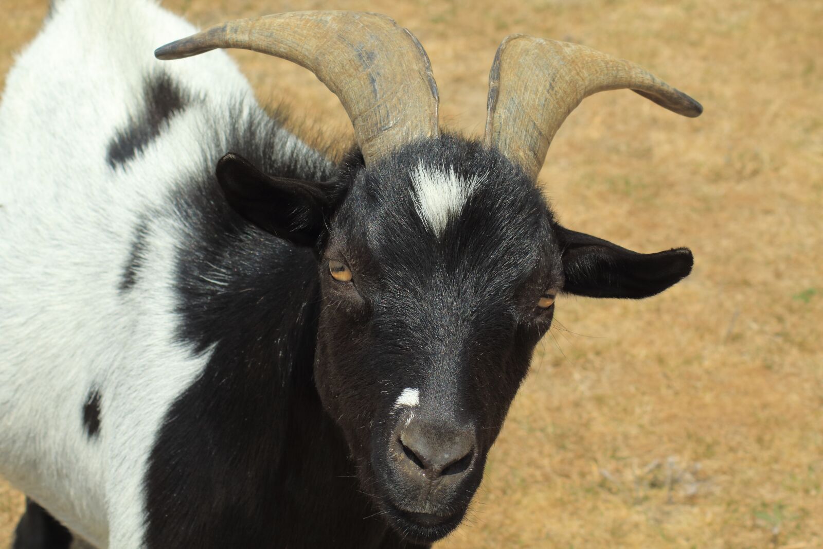 Canon EOS 1200D (EOS Rebel T5 / EOS Kiss X70 / EOS Hi) sample photo. Goat, farm, livestock photography