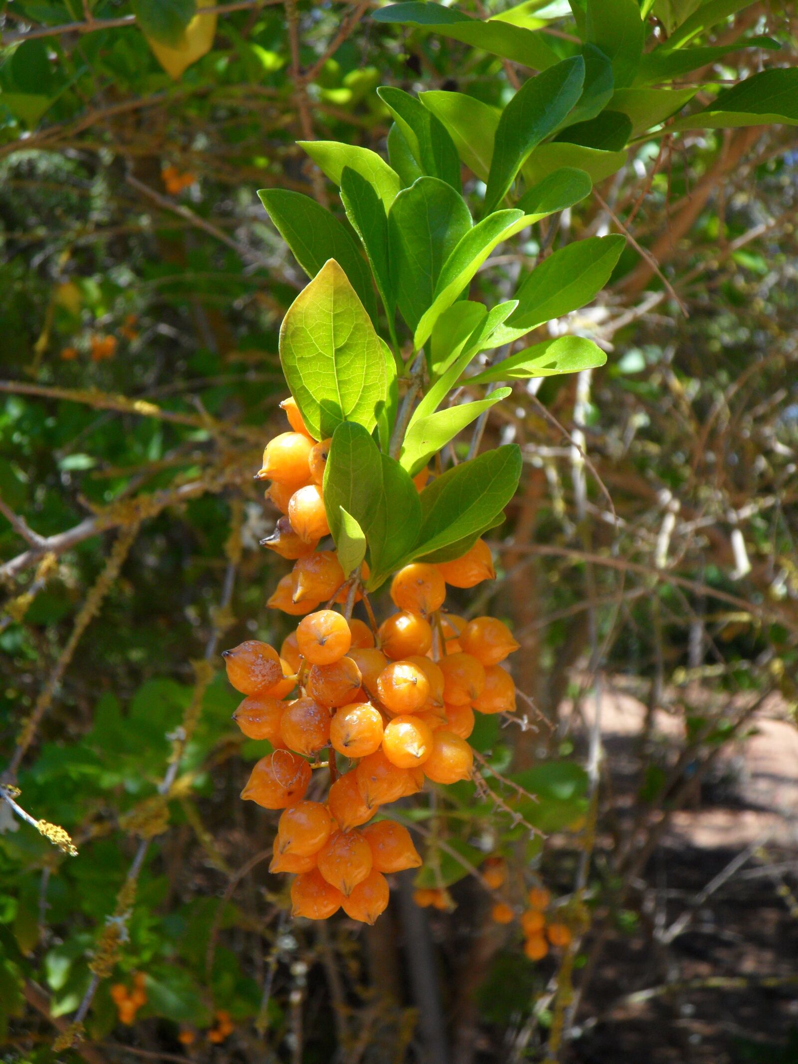 Samsung VLUU WB210, SAMSUNG WB210 sample photo. Berries, berry, orange photography