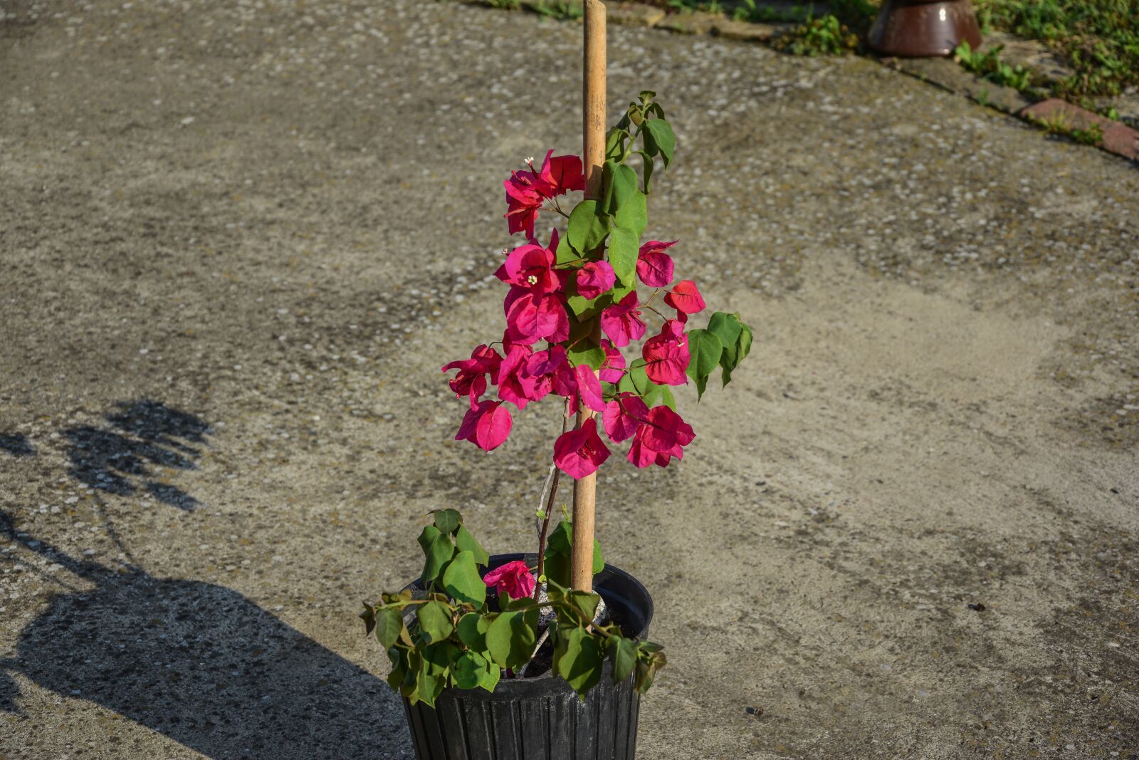 Nikon D3300 sample photo. Flower, garden, nature photography