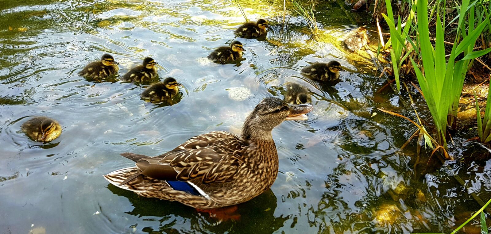 Samsung Galaxy S7 sample photo. Duck, mallard, ducklings photography