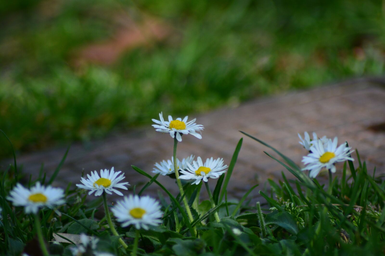 Nikon D7100 sample photo. Flower, flowers, nature photography