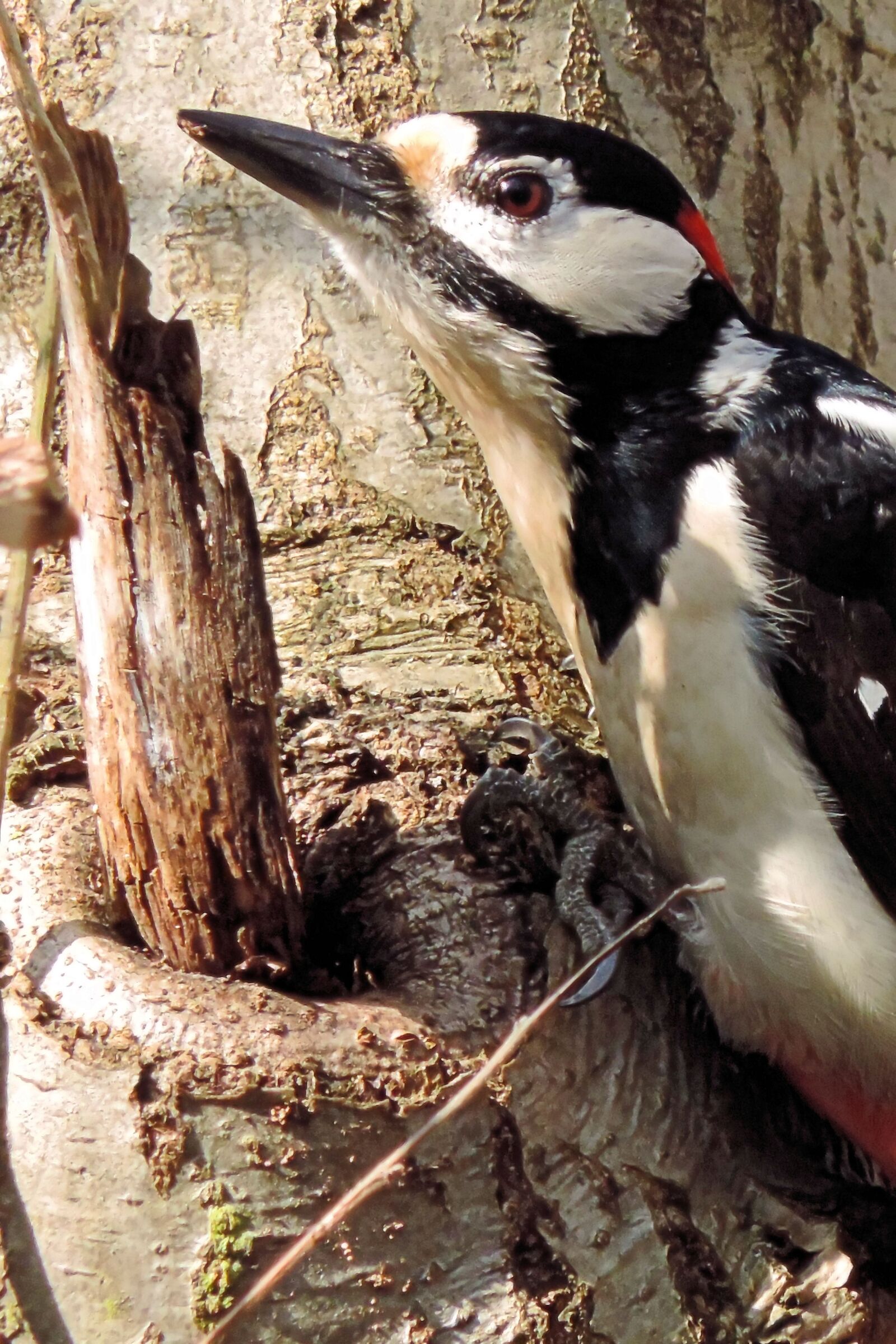Nikon Coolpix P520 sample photo. Great spotted woodpecker, woodpecker photography