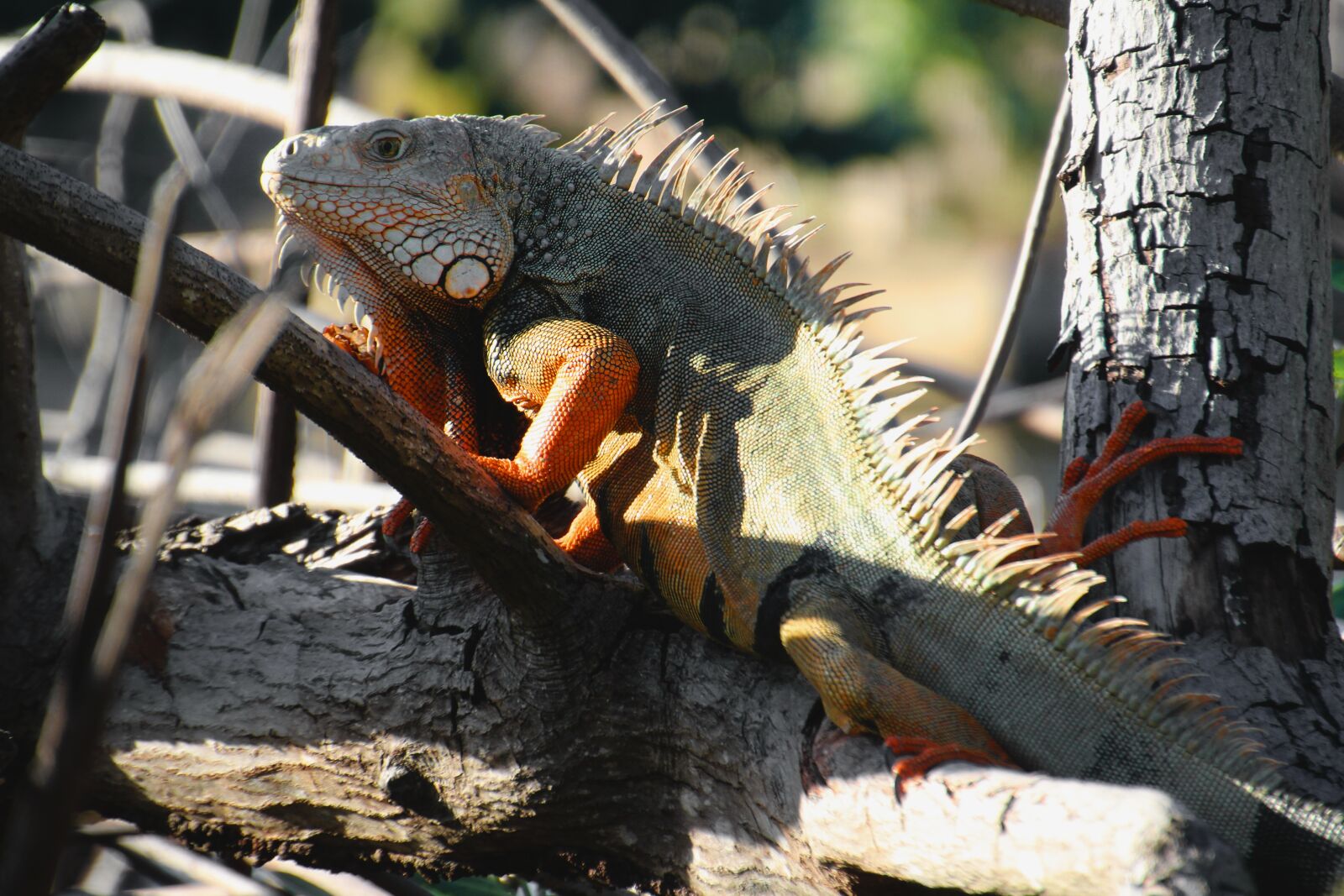 Canon EOS 700D (EOS Rebel T5i / EOS Kiss X7i) sample photo. Green lizard, lizard, nature photography