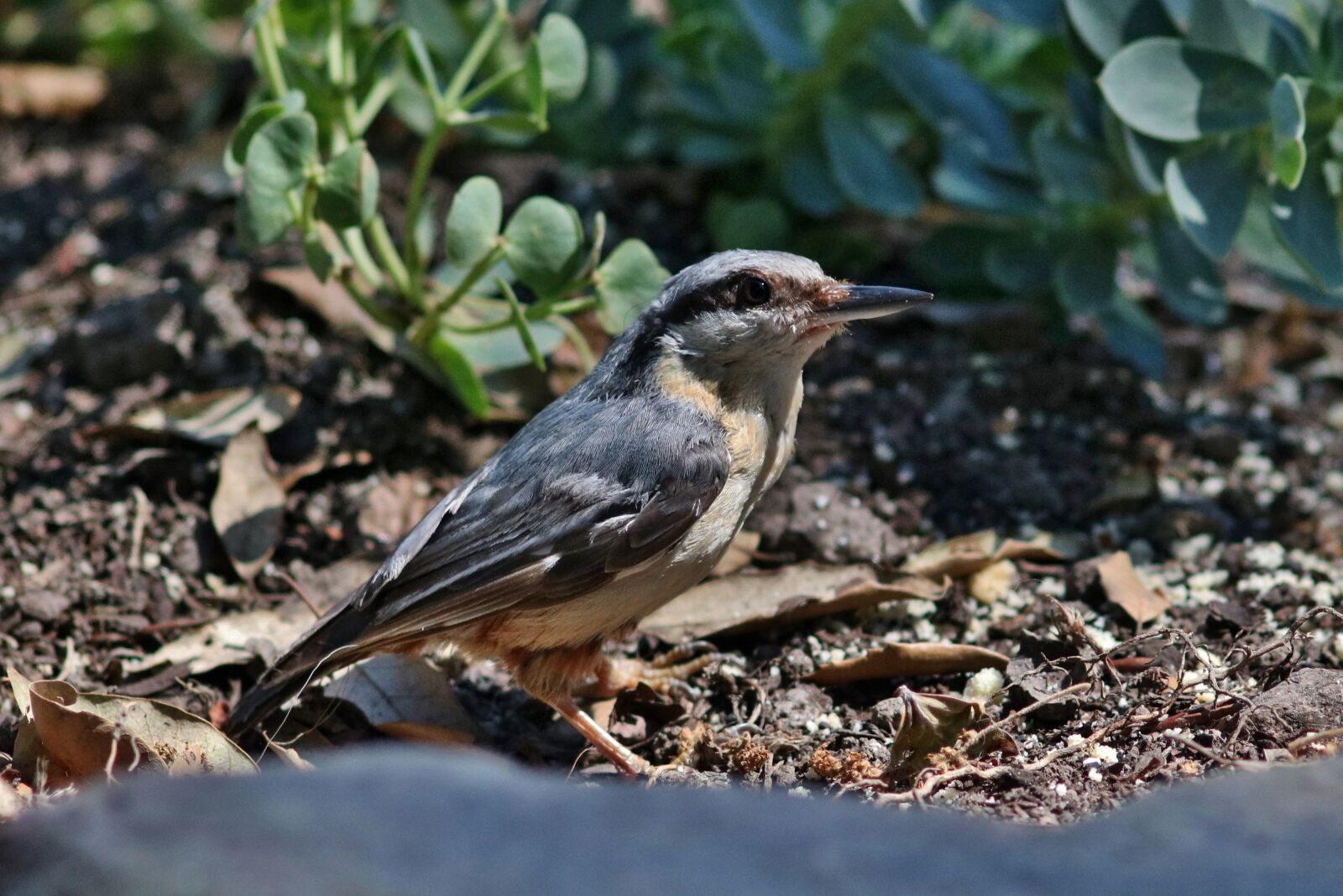 Canon EOS 750D (EOS Rebel T6i / EOS Kiss X8i) sample photo. Nuthatch, bird, nature photography