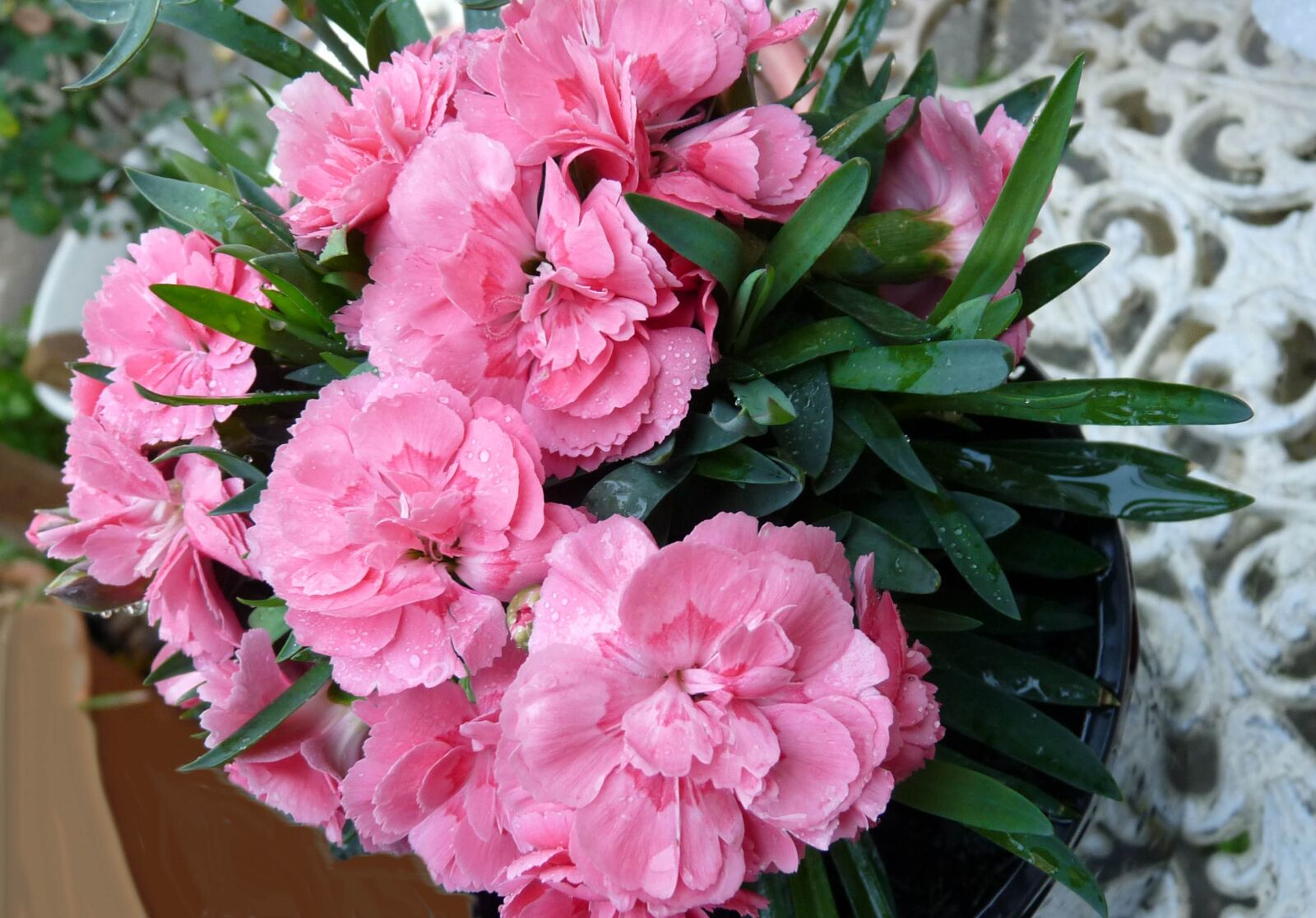 Panasonic Lumix DMC-FZ28 sample photo. Carnation, pink, pot plant photography