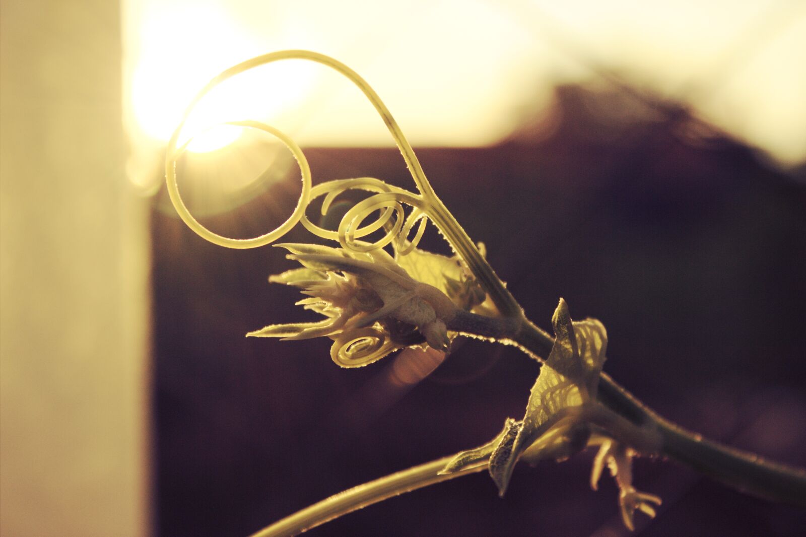 Canon EOS 600D (Rebel EOS T3i / EOS Kiss X5) sample photo. Plant, sunset, nature photography