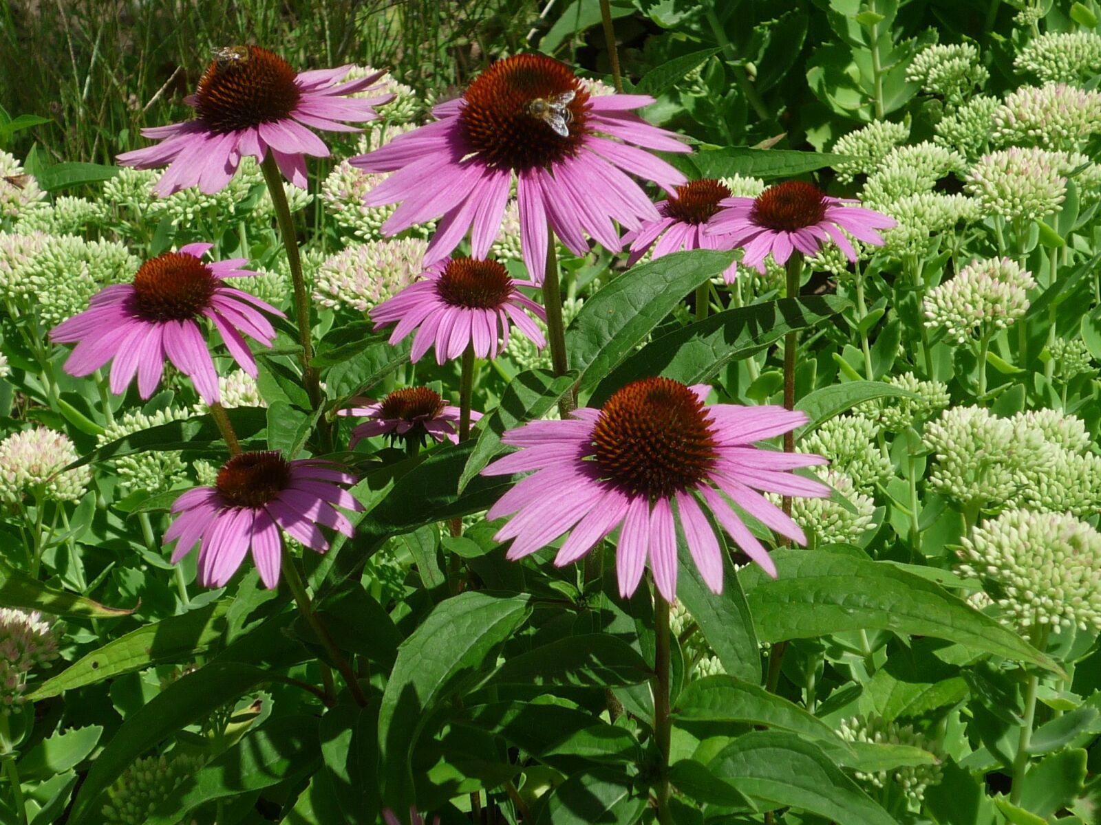 Panasonic Lumix DMC-FS6 sample photo. Flower, coneflower, nature photography