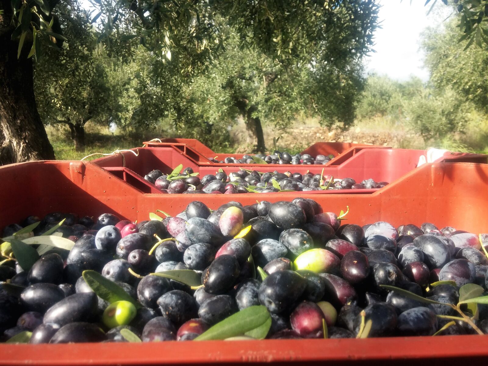 LG G2 sample photo. Olives in crates, olives photography