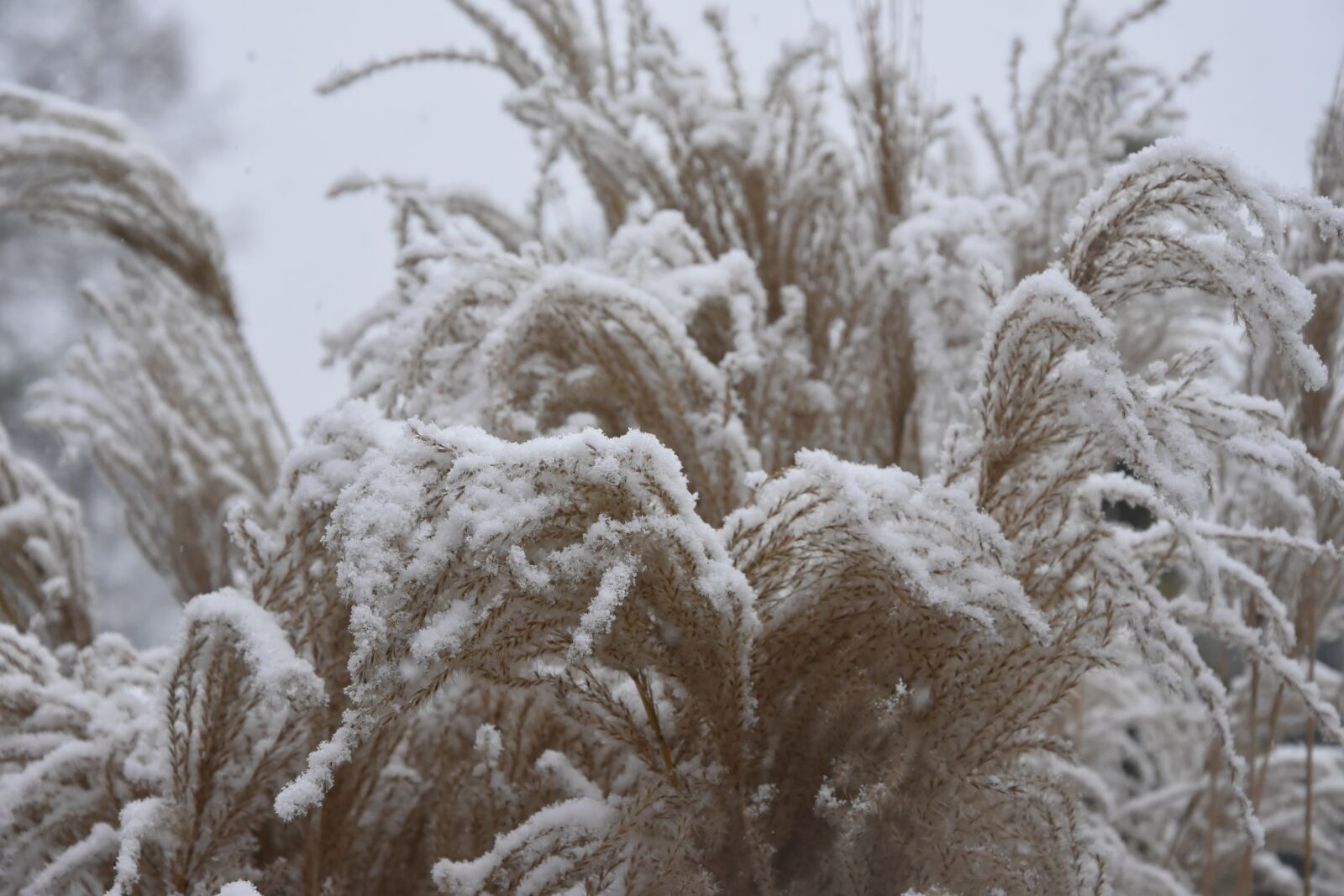 Nikon D7200 sample photo. Winter, grass, reeds photography