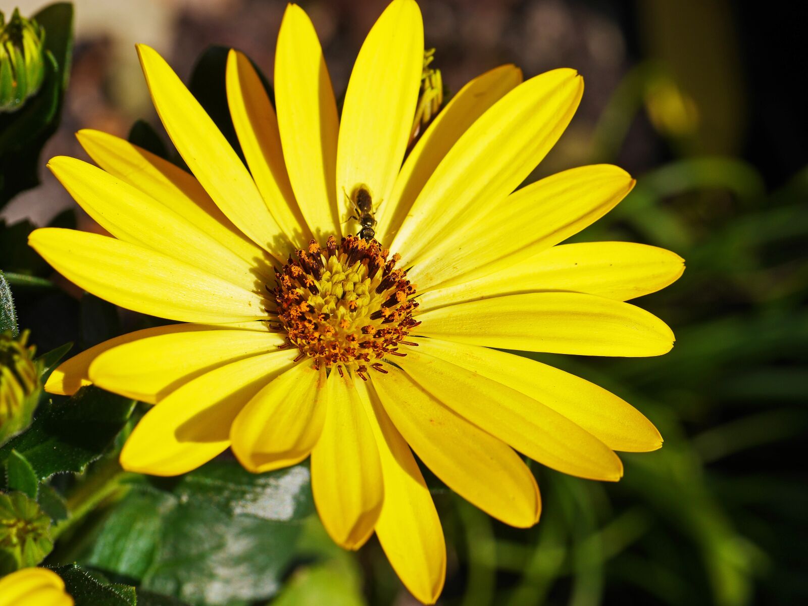 Panasonic Lumix DMC-GH3 sample photo. Spring flower, insect, nectar photography