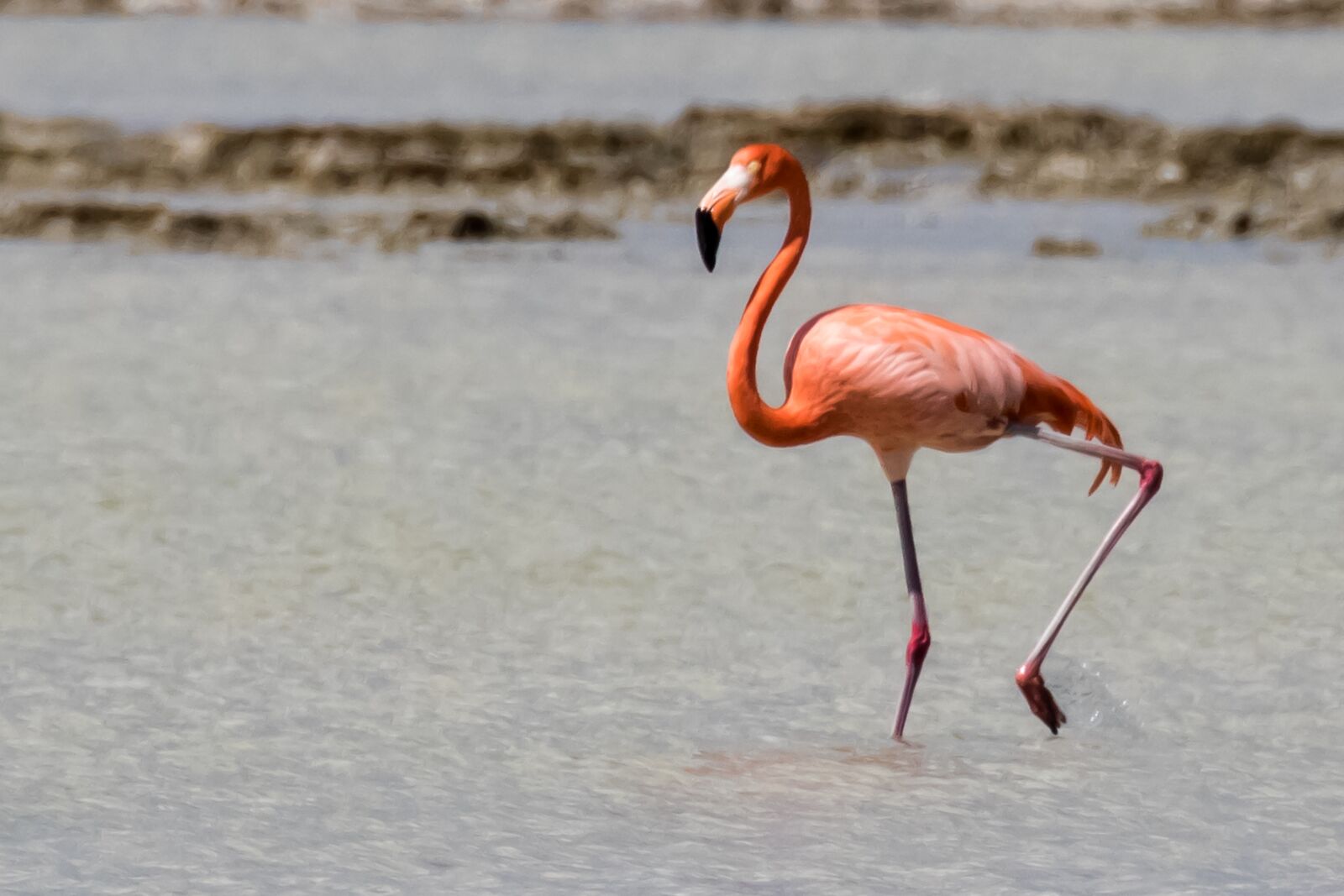 Canon EOS 7D Mark II sample photo. Cuba, cienaga de zapata photography