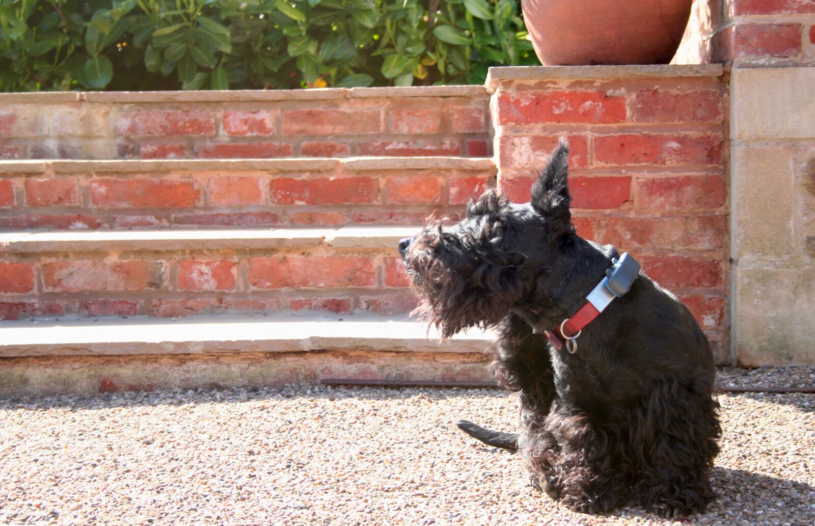 Canon EOS 350D (EOS Digital Rebel XT / EOS Kiss Digital N) sample photo. Dog, scottish terrier, scratch photography