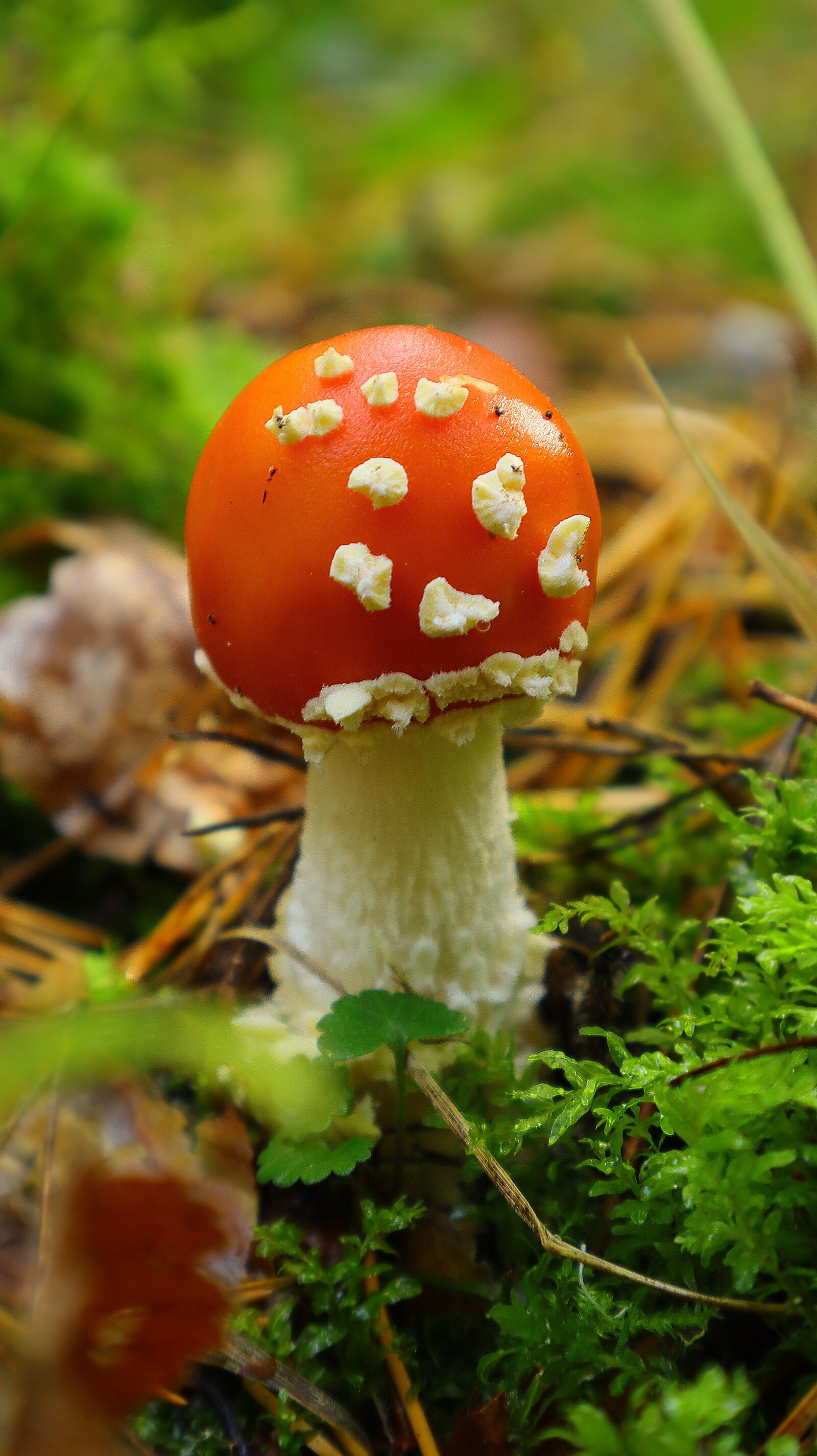 Canon EF-M 15-45mm F3.5-6.3 IS STM sample photo. Mushroom, close up, forest photography