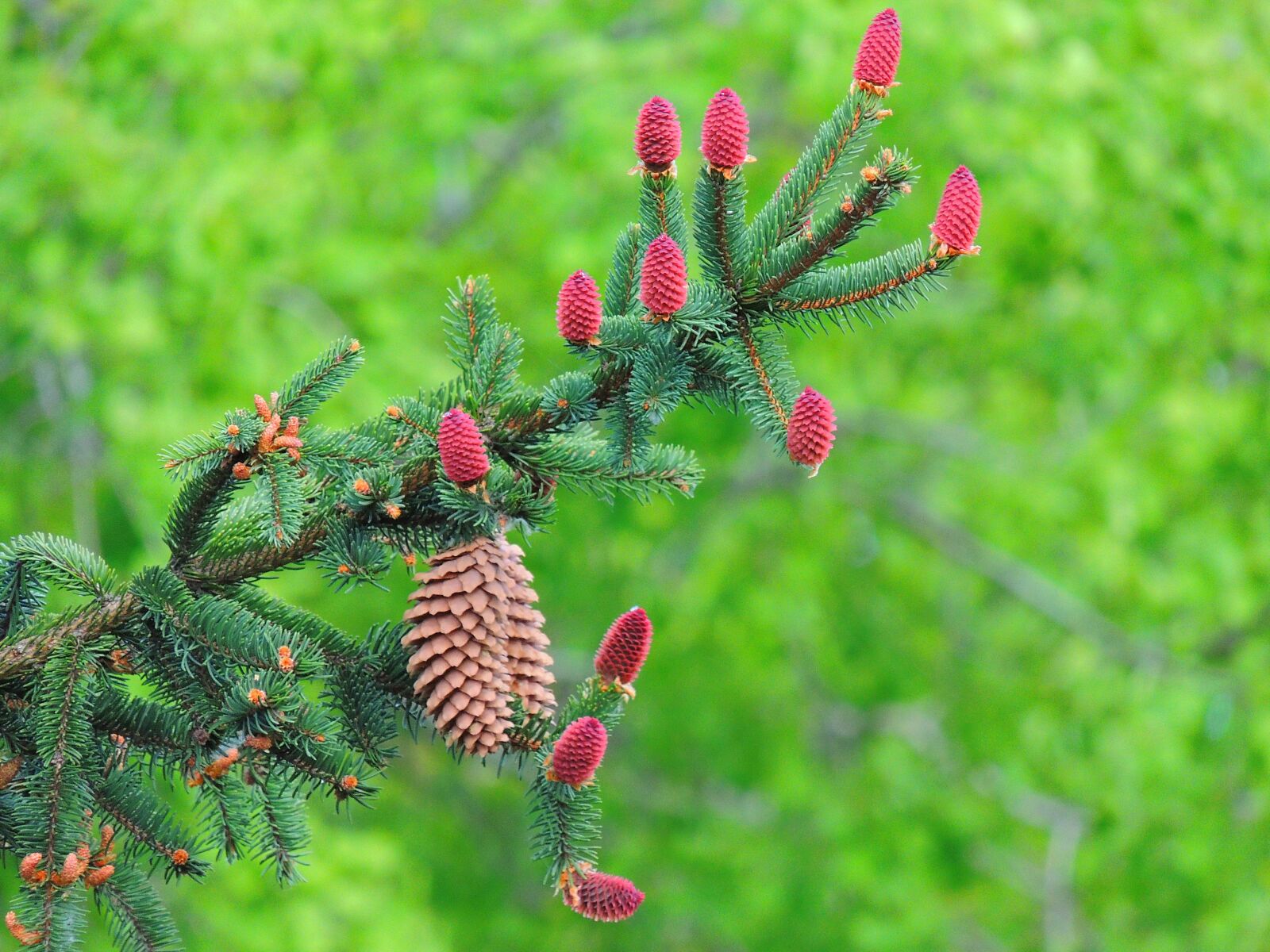 Nikon Coolpix P510 sample photo. Conifer, brad, con photography