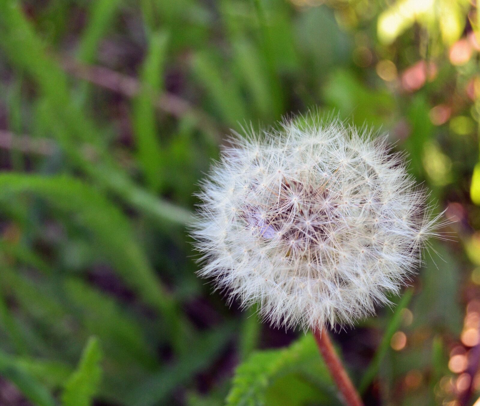 Nikon D3100 sample photo. Dandelion, flower, summer photography