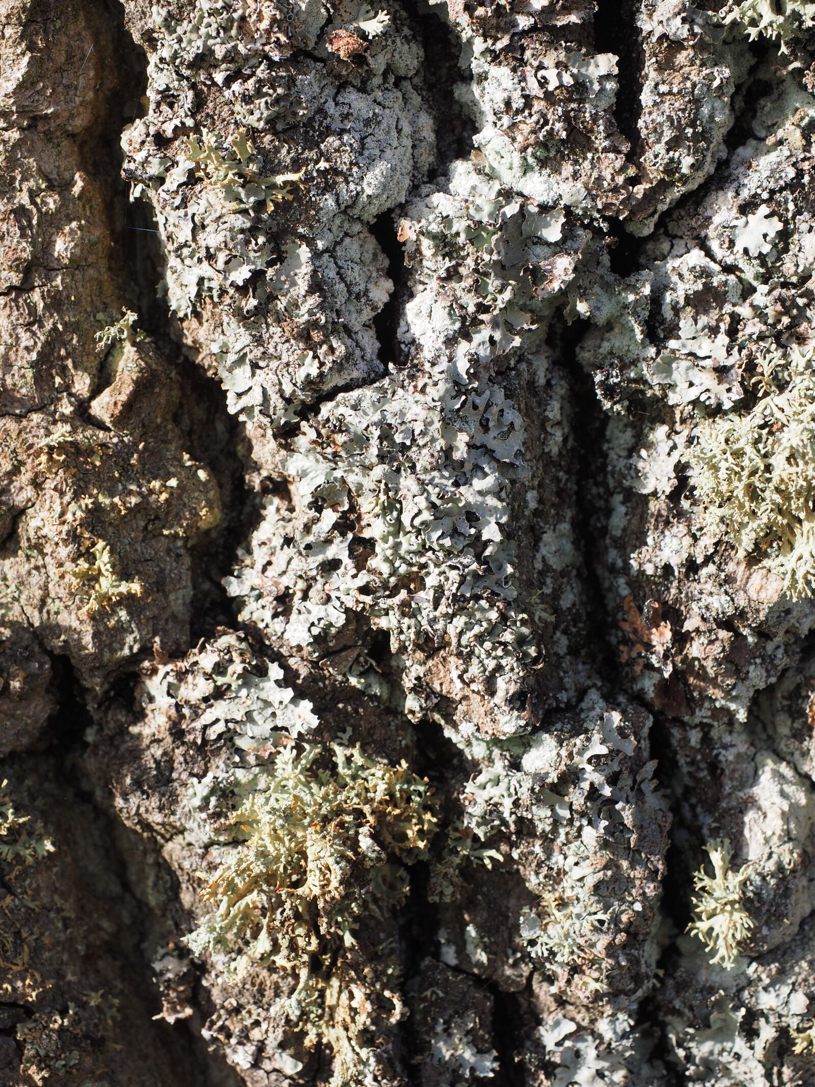 Olympus OM-D E-M1 + Olympus M.Zuiko Digital ED 12-40mm F2.8 Pro sample photo. Beef, poplar, poplar bark photography