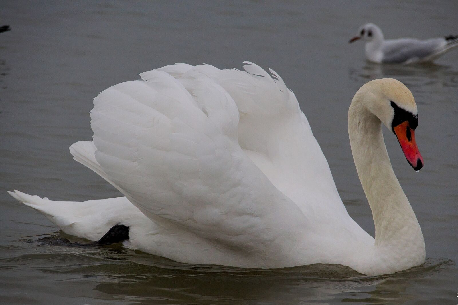 Nikon D3300 sample photo. Swan, bird, wild birds photography