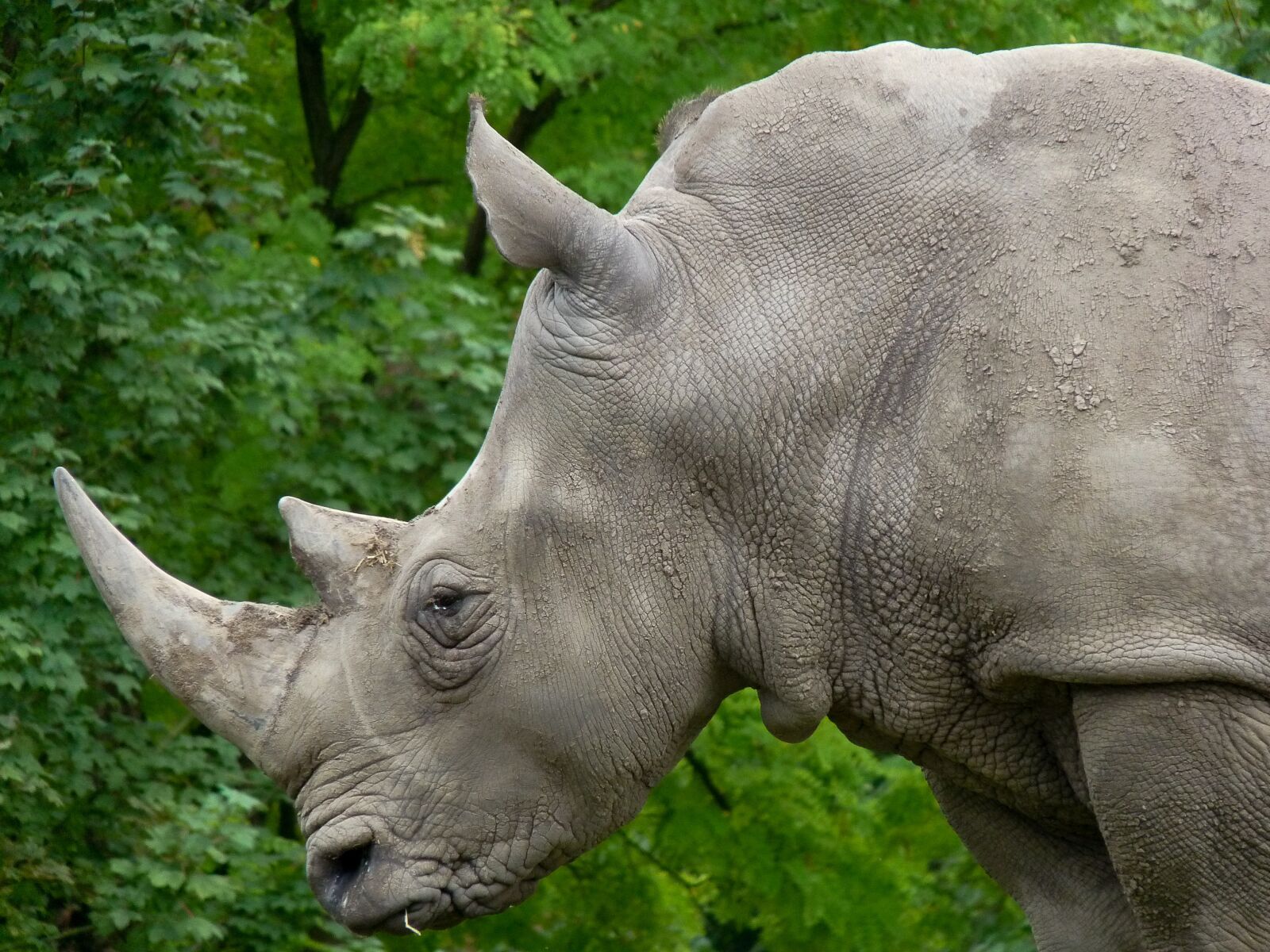 Panasonic Lumix DMC-FZ28 sample photo. Rhinoceros, horns, wild animal photography