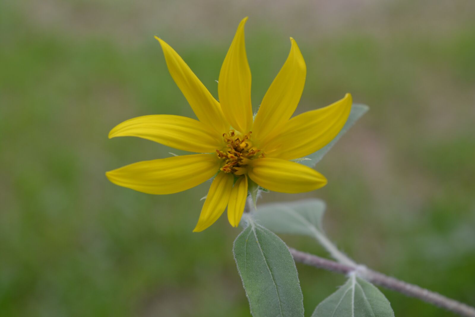 Nikon D5200 sample photo. Flowers, sunflower, yellow flowers photography