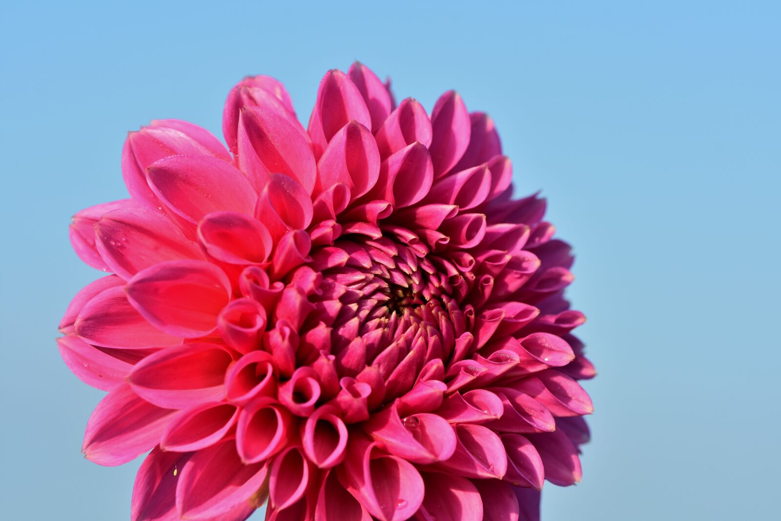 Nikon D7200 sample photo. Dahlia, dahlias bud, flower photography