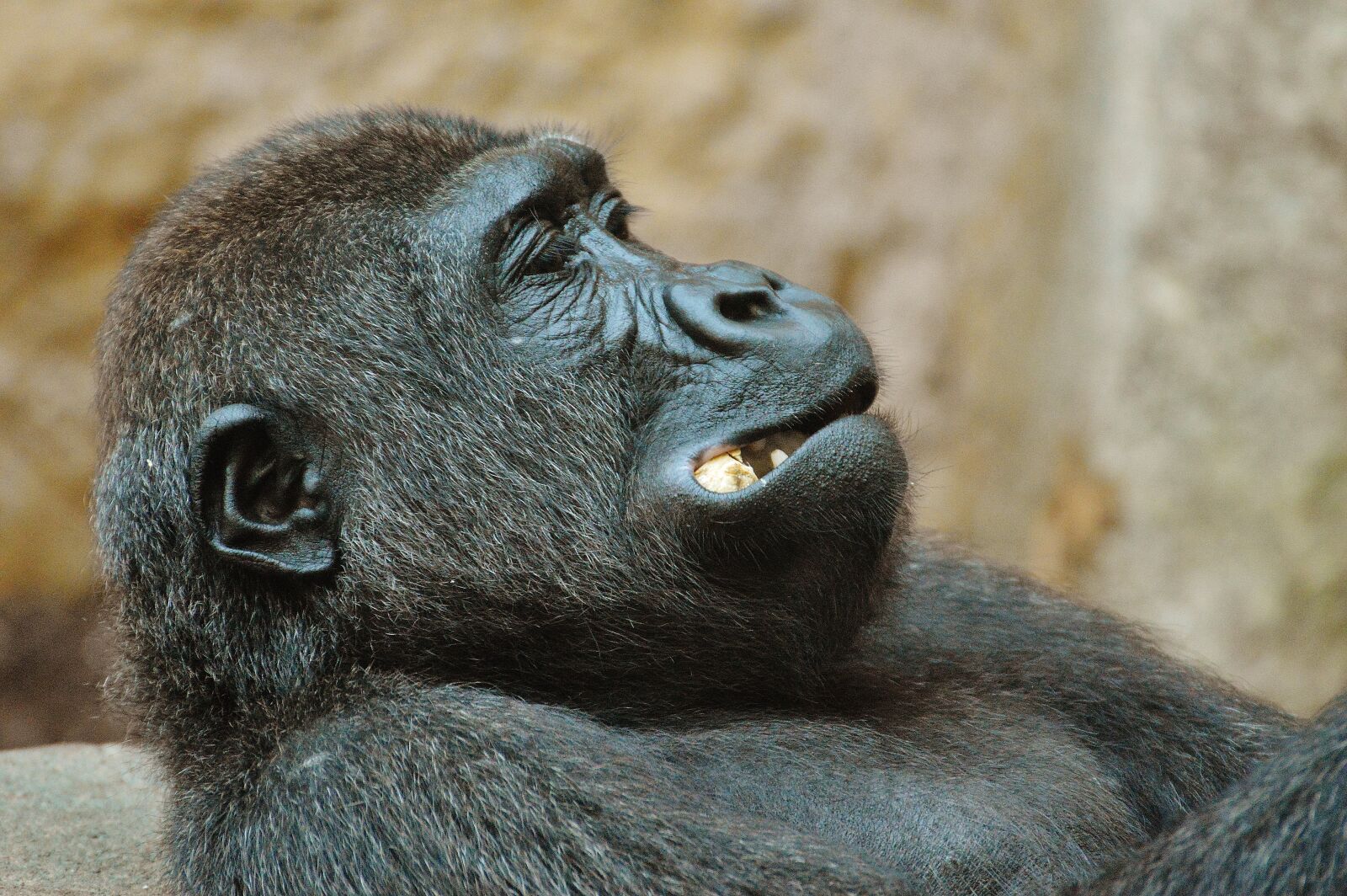 Nikon D3200 sample photo. Monkey, gorilla, eat photography