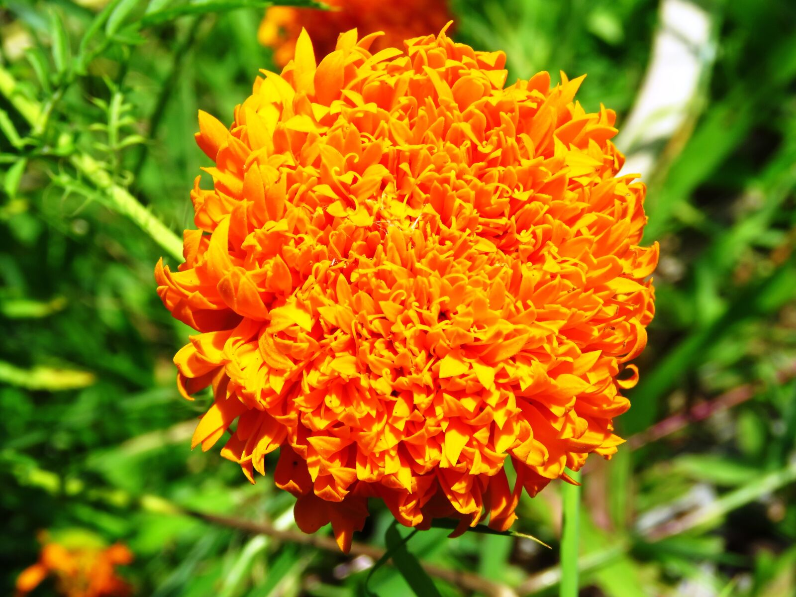 Canon PowerShot SX60 HS sample photo. Yellow, flower, fresh photography