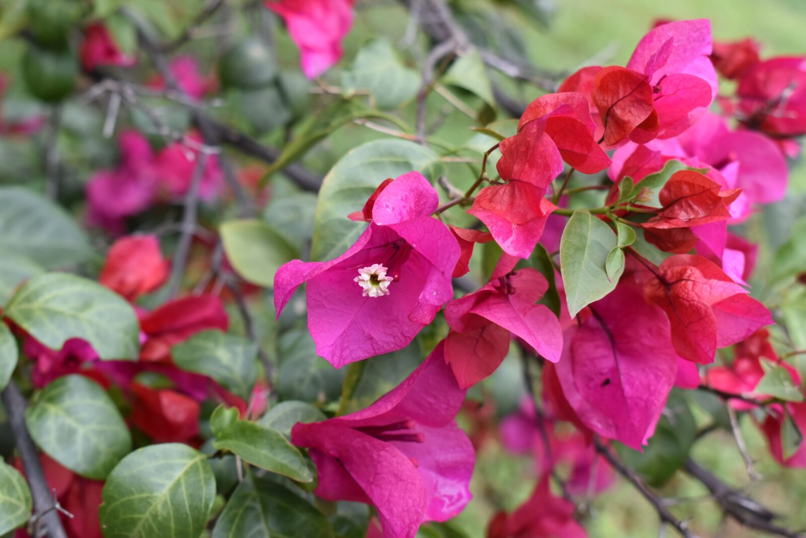 Nikon D5600 sample photo. Flower, nature, garden photography
