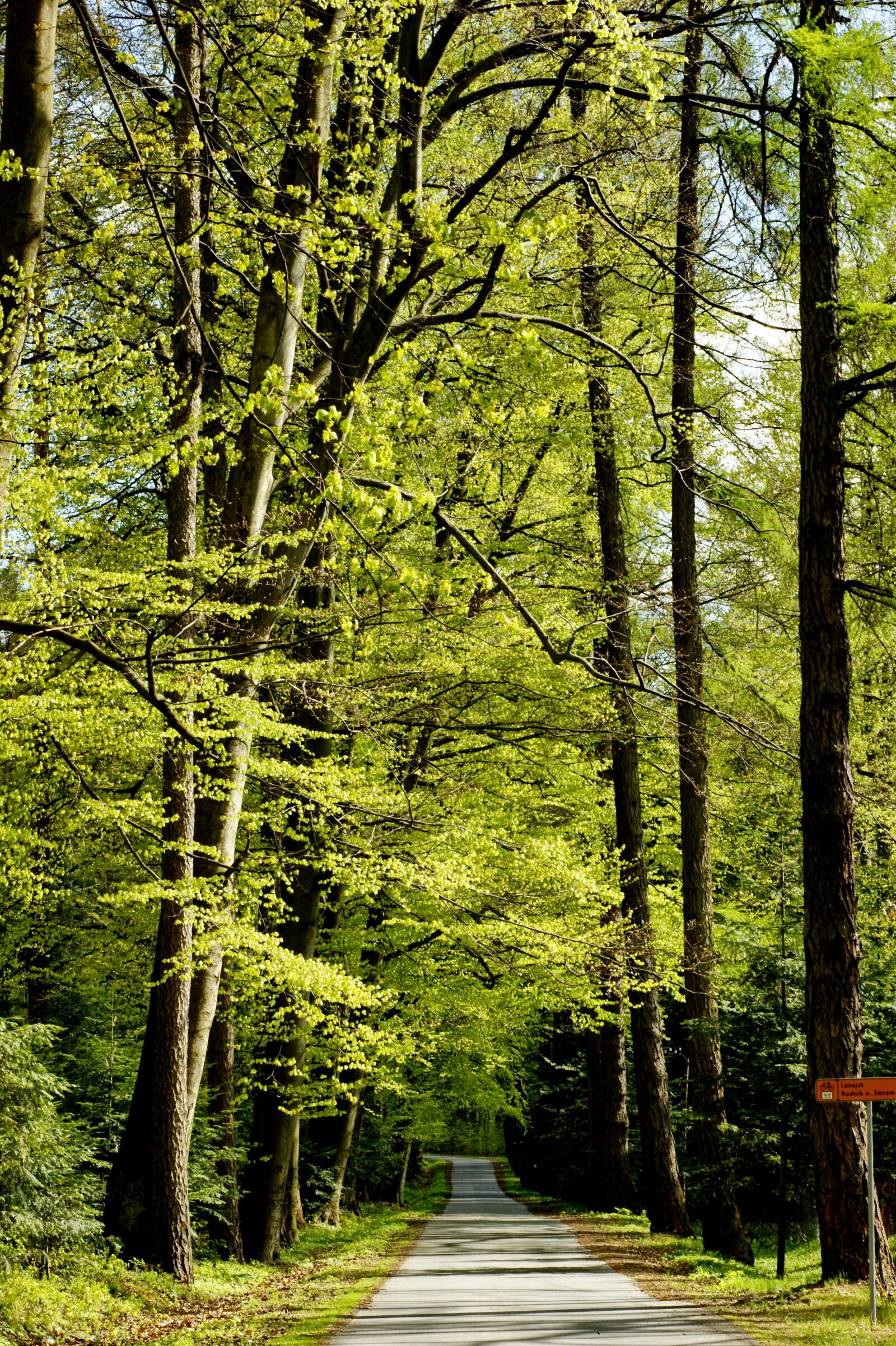 Sony Alpha DSLR-A290 sample photo. Road, tree, forest photography