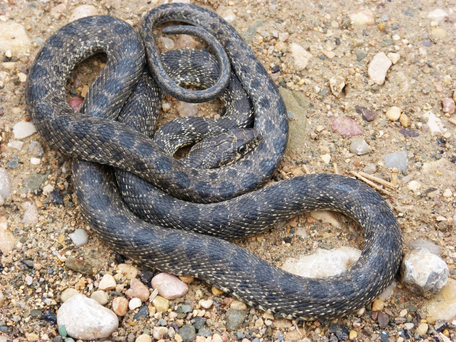Panasonic DMC-FZ62 sample photo. Snake, threat, legua bifida photography