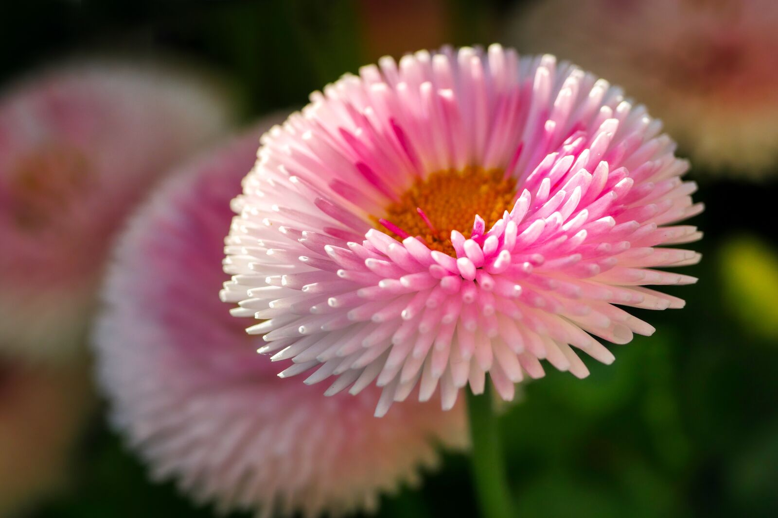 Panasonic Lumix DMC-GX8 sample photo. Flower, blossom, bloom photography