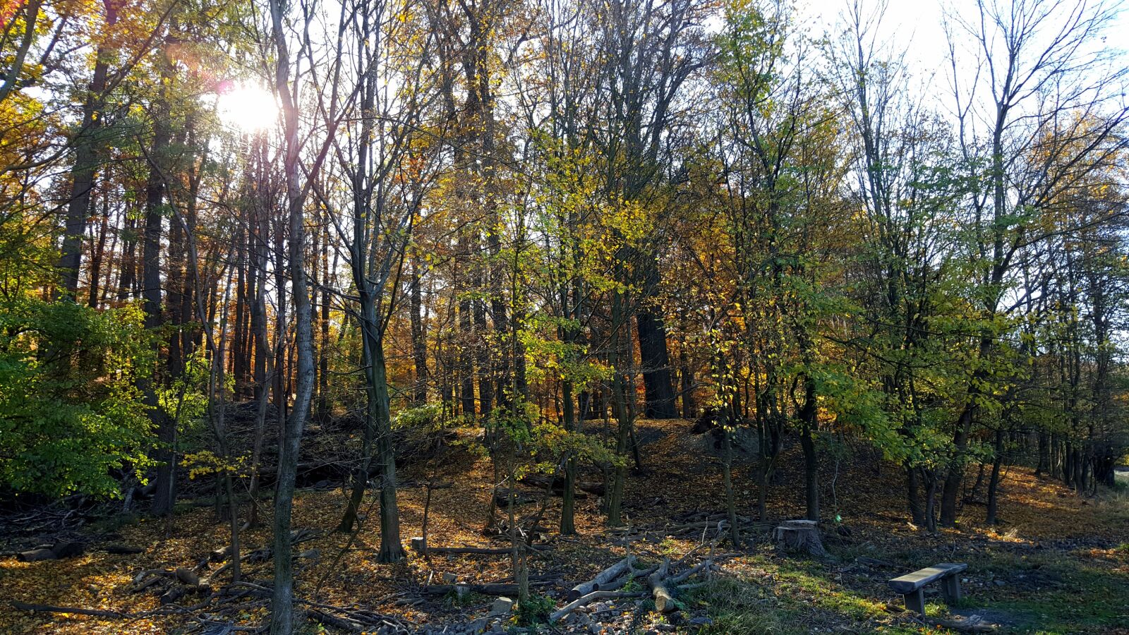 Samsung GALAXY S6 edge sample photo. Forest, autumn, nature photography