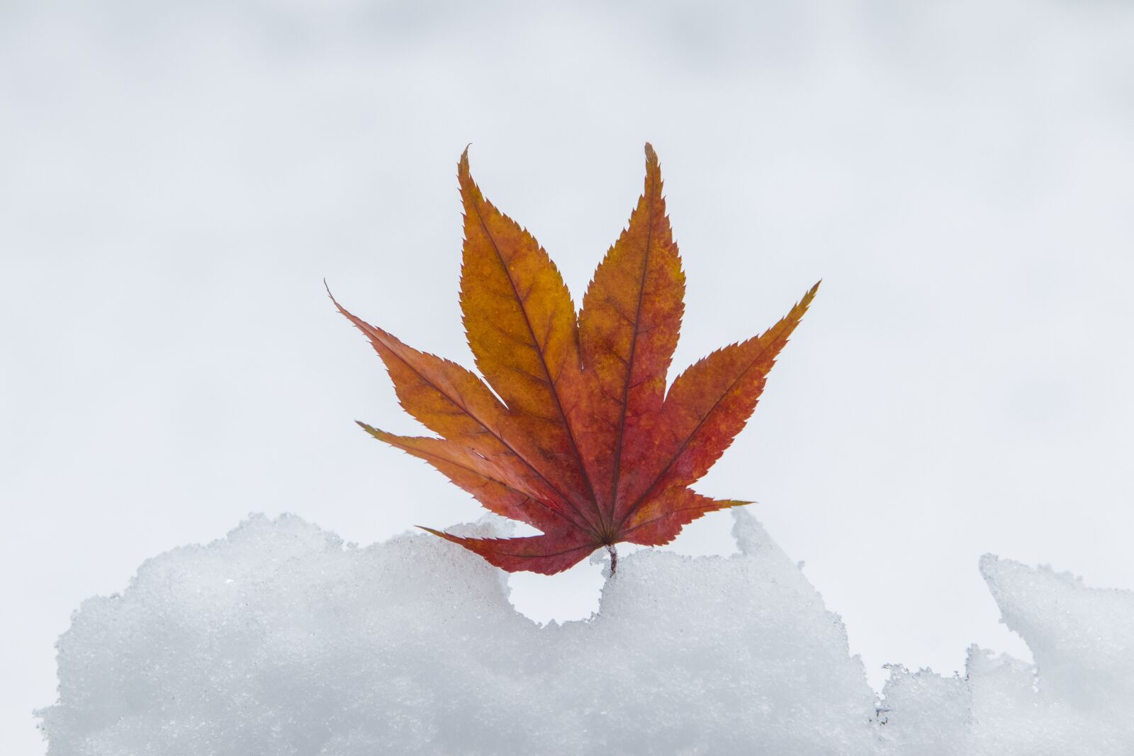 Canon EF 70-200mm F2.8L USM sample photo. Snow, wood, winter photography