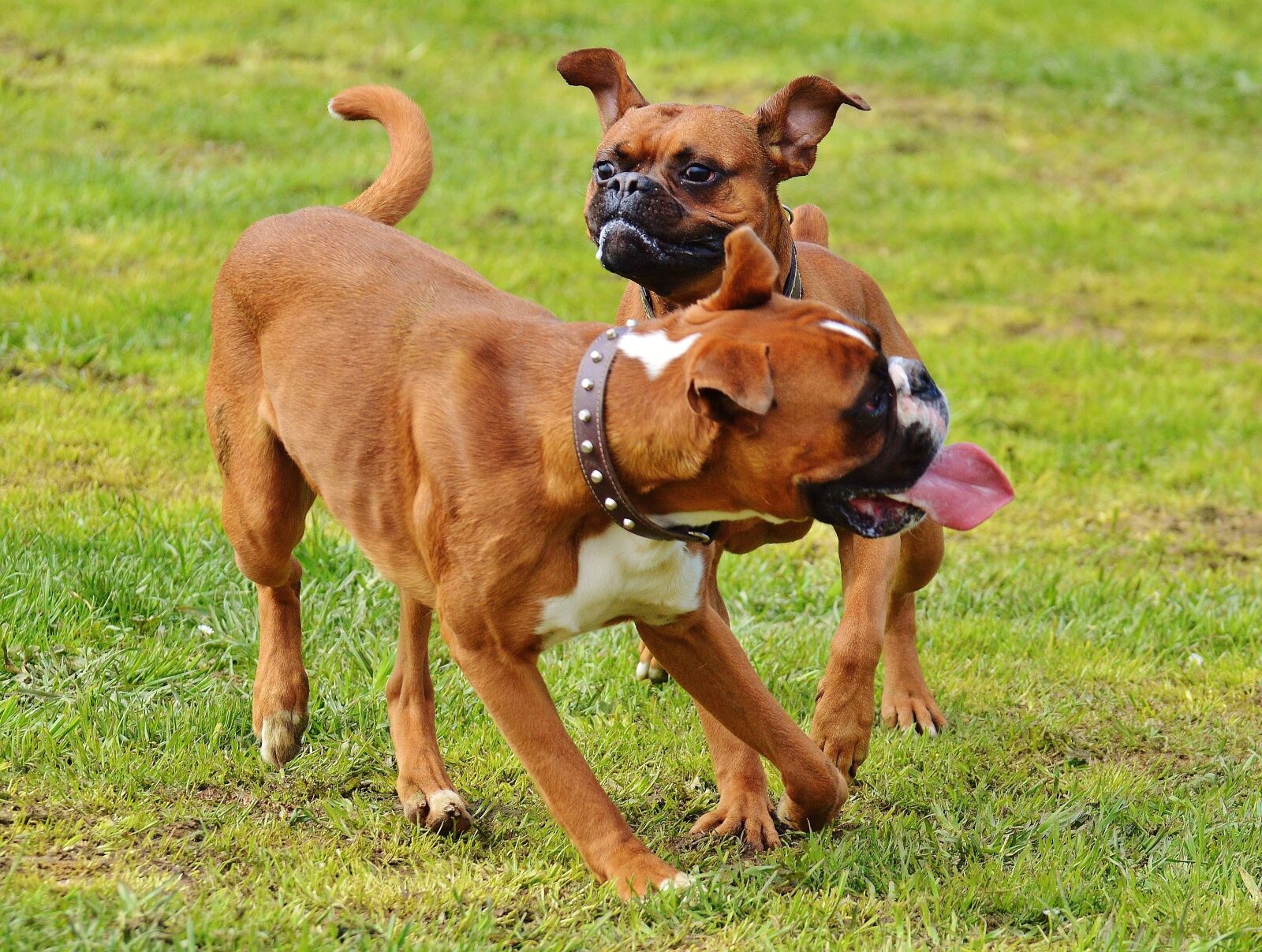Nikon D3200 sample photo. Boxer dogs, dogs, good photography