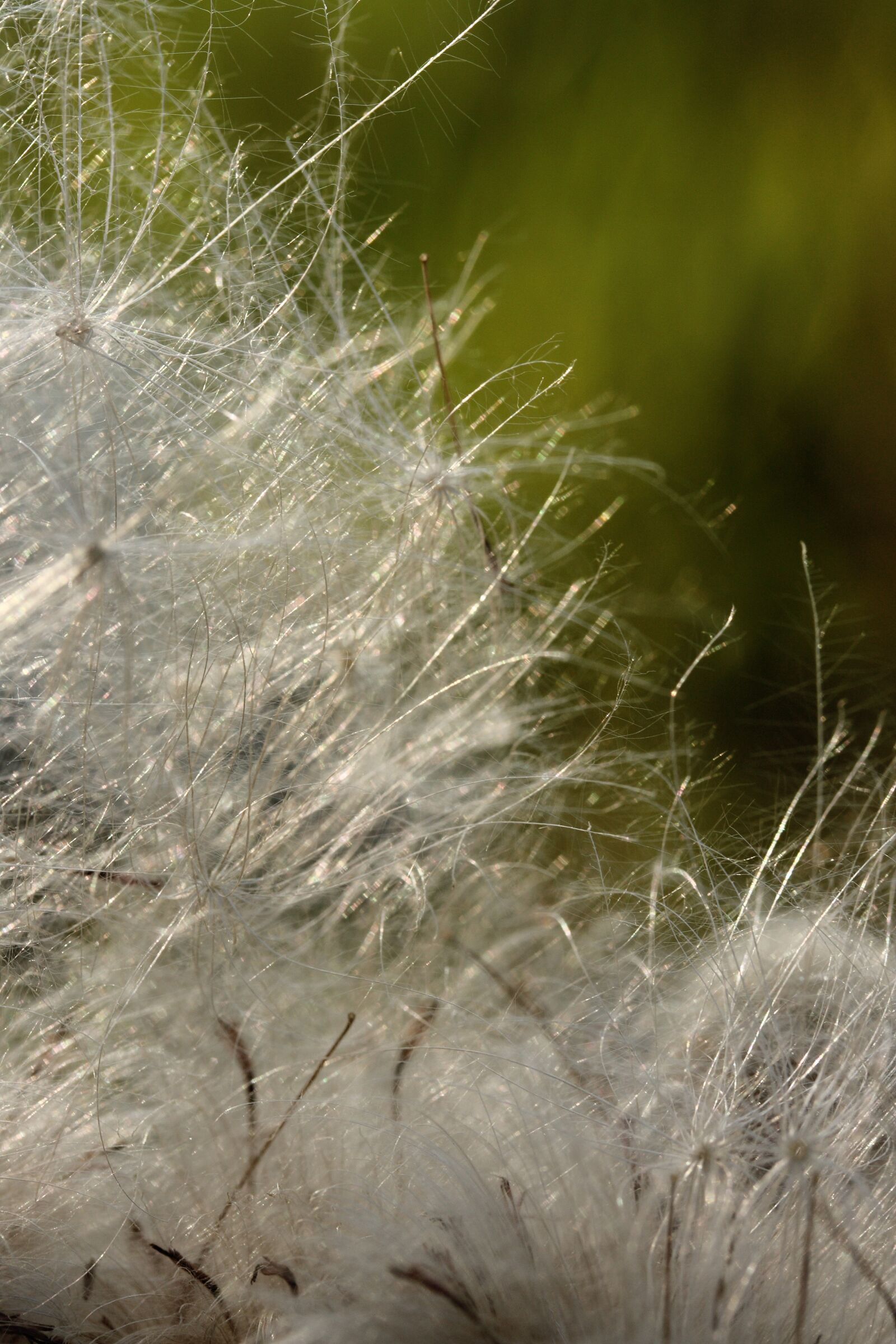 Canon EOS 40D sample photo. Plant, feather, nature photography