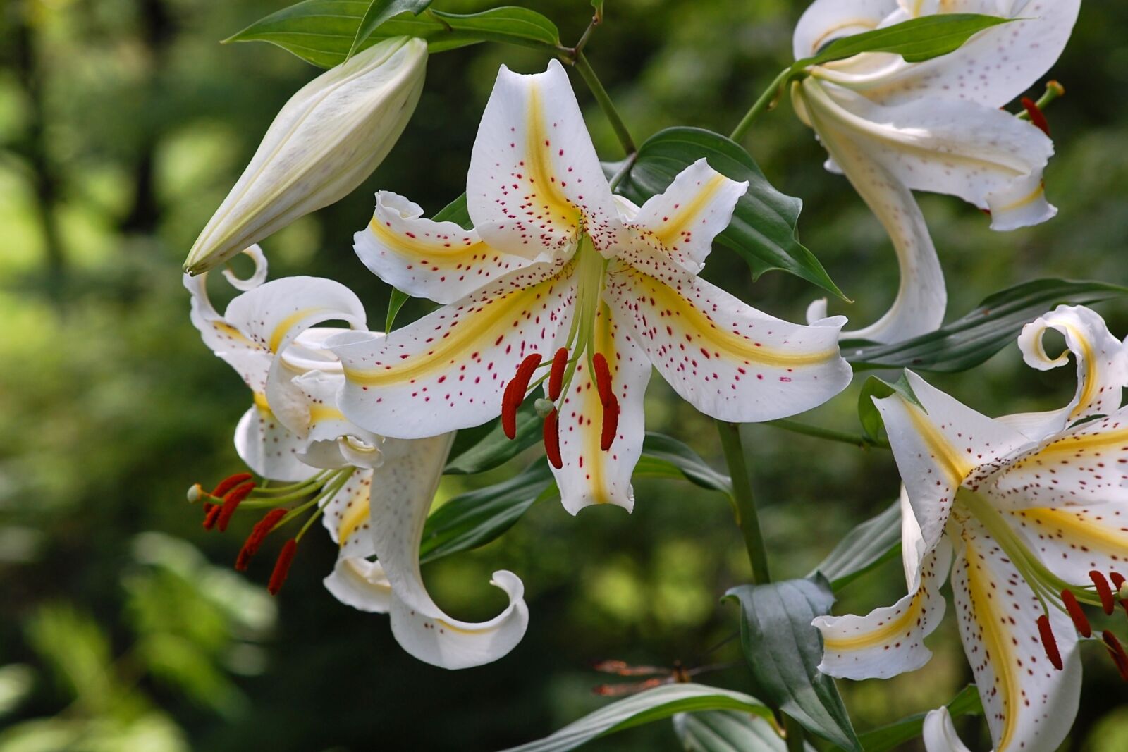 Nikon D40 sample photo. Japan, natural, plant photography