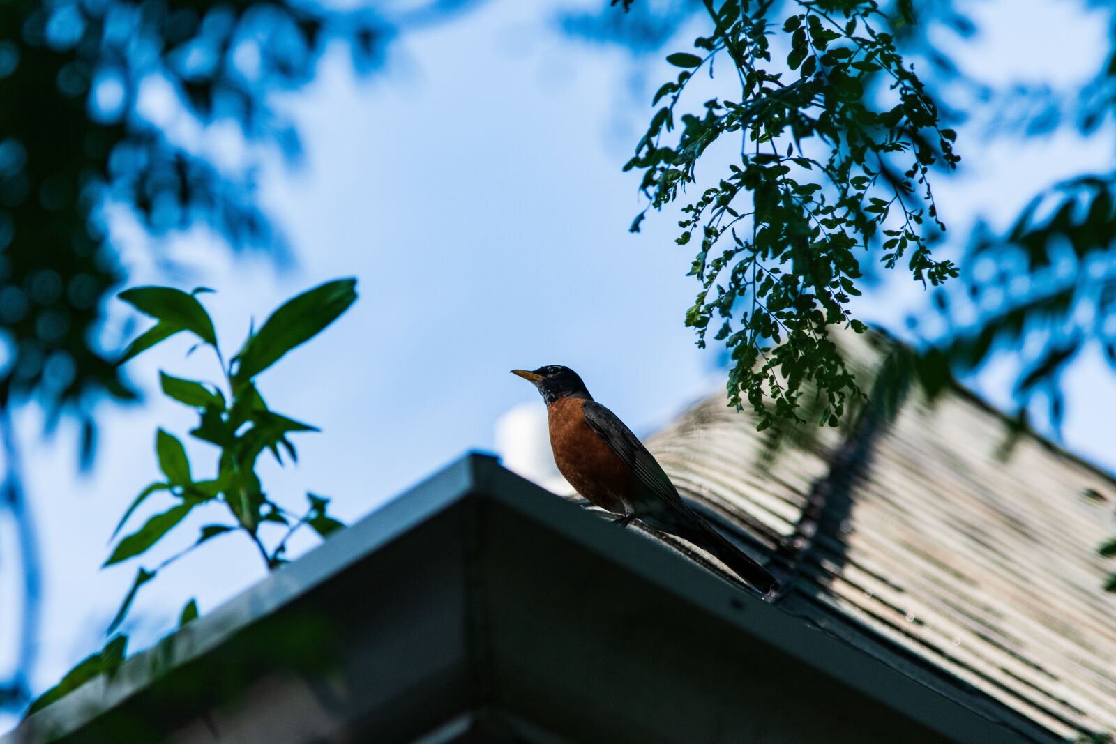 Nikon D3500 sample photo. Bird, roof, city photography
