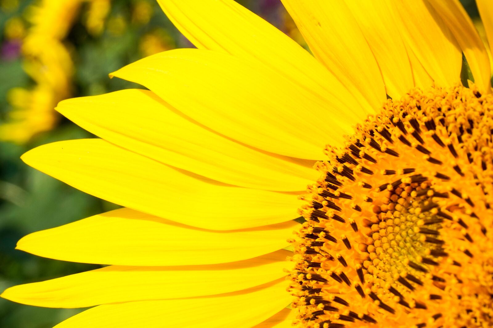 Sony Alpha a5000 (ILCE 5000) sample photo. Sunflower, yellow, pretty photography