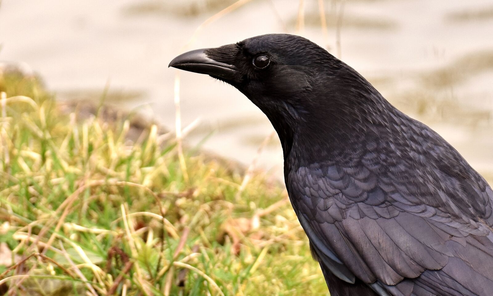 Nikon D7200 sample photo. Common raven, raven, raven photography