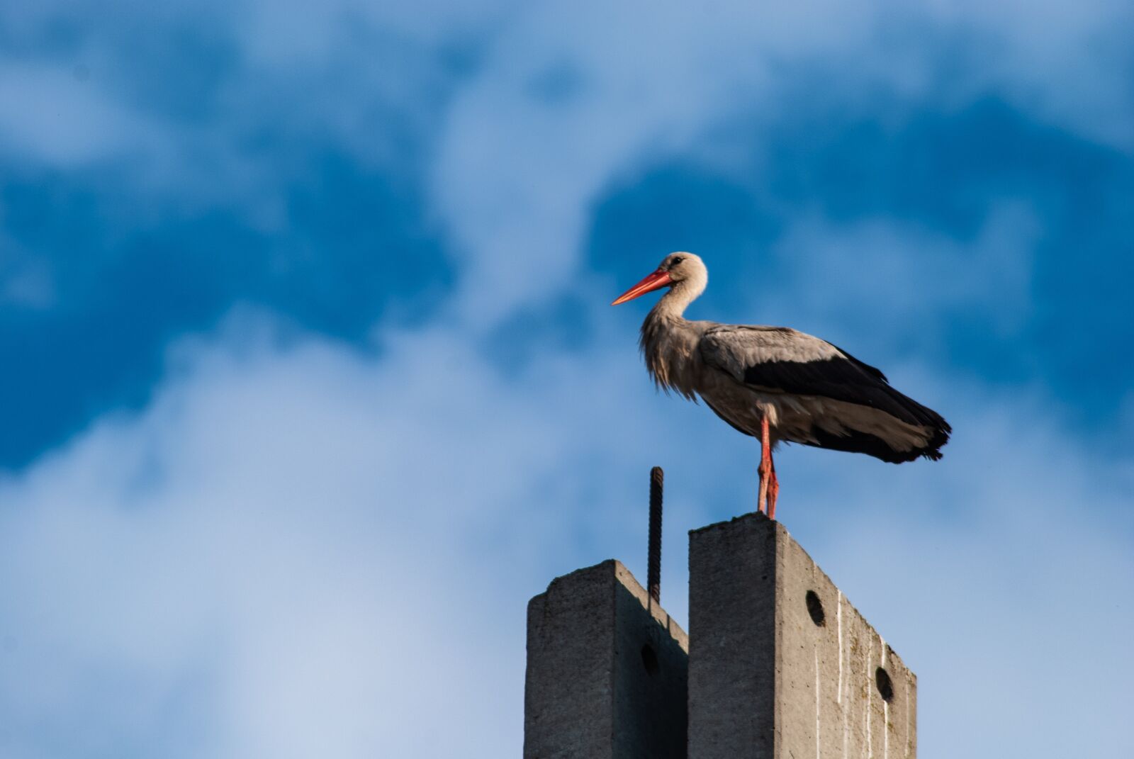 Nikon D60 sample photo. Stork, bird, animal photography