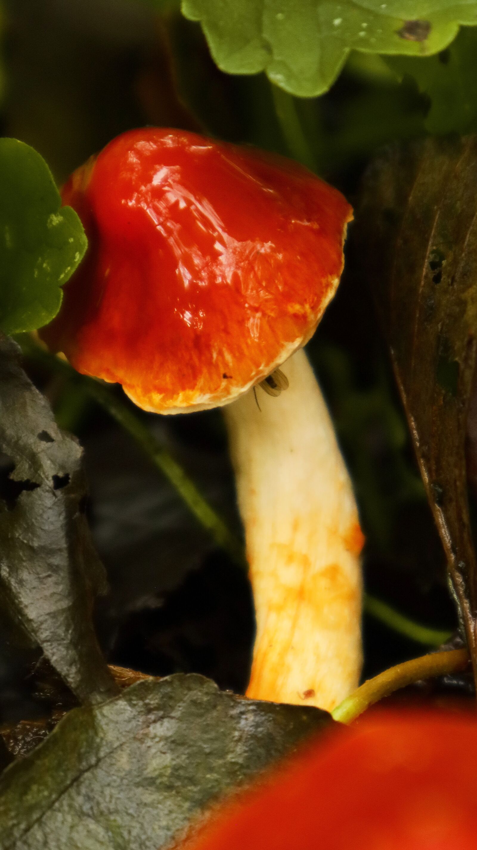 Canon EF-M 15-45mm F3.5-6.3 IS STM sample photo. Mushroom, forest, nature photography