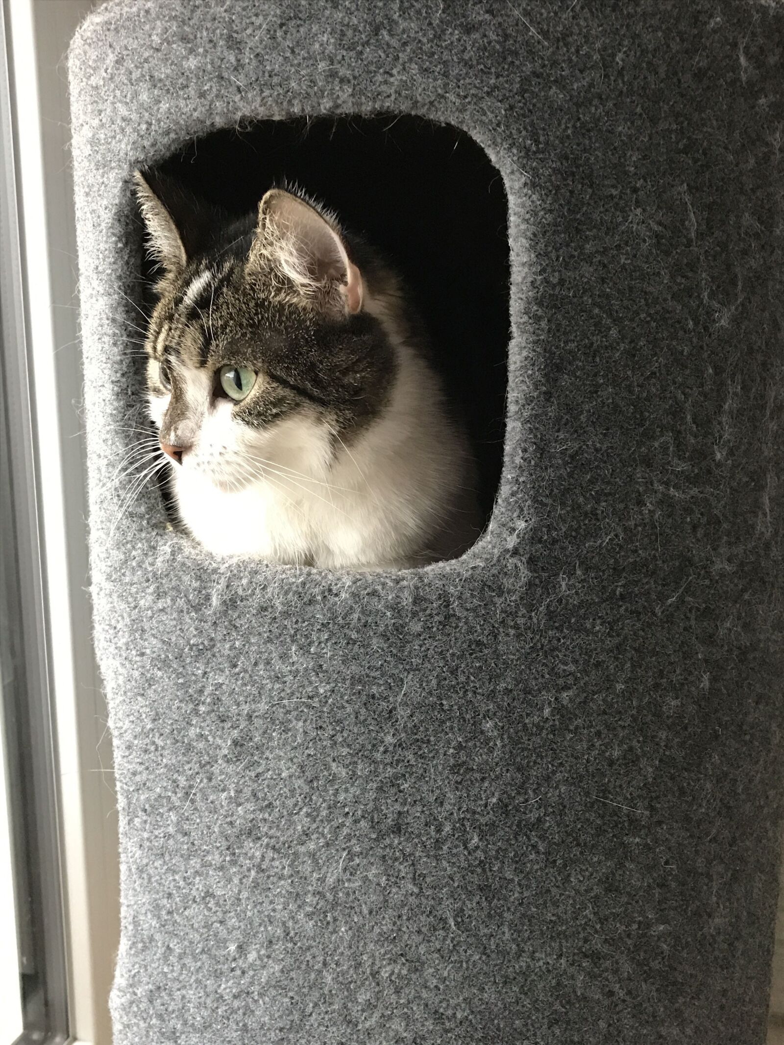 iPhone 7 back camera 3.99mm f/1.8 sample photo. Cat, cat cave, relaxation photography