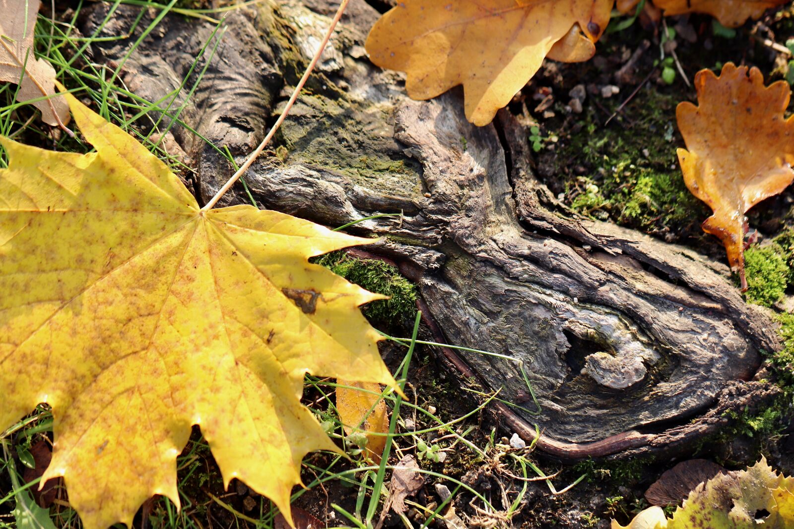 Canon EOS 800D (EOS Rebel T7i / EOS Kiss X9i) sample photo. Fall foliage, maple leaf photography