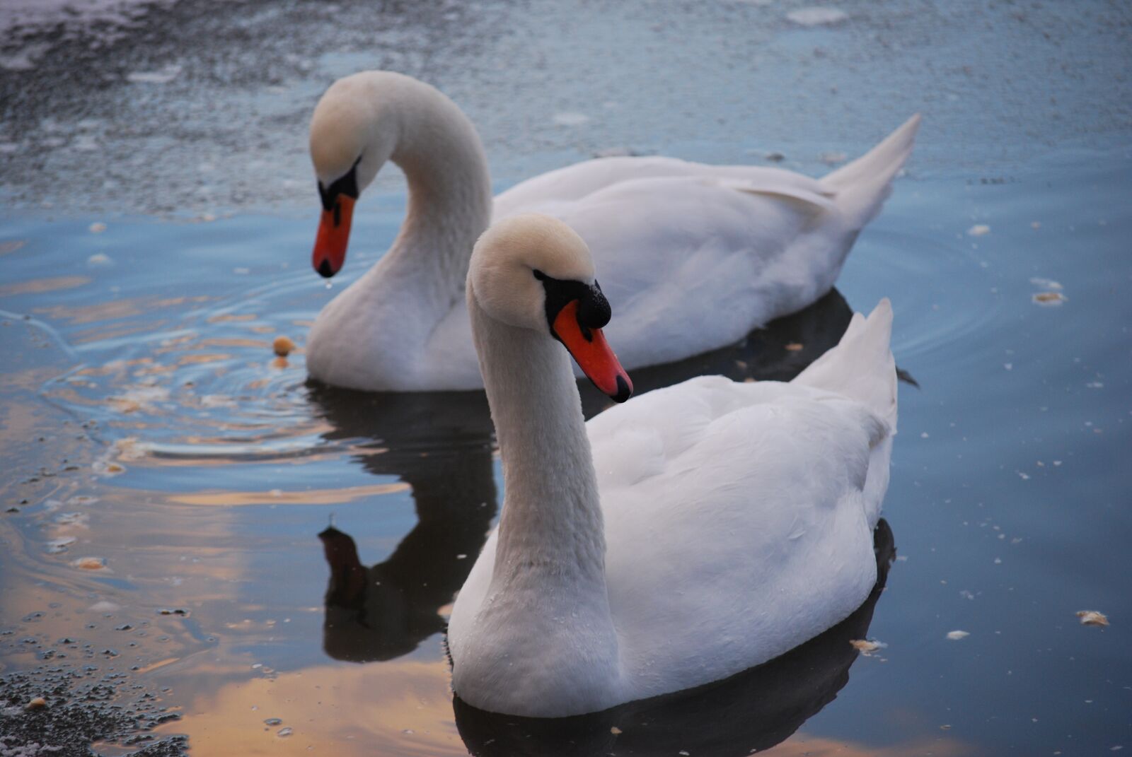 Nikon D60 sample photo. Winter, swans, water photography
